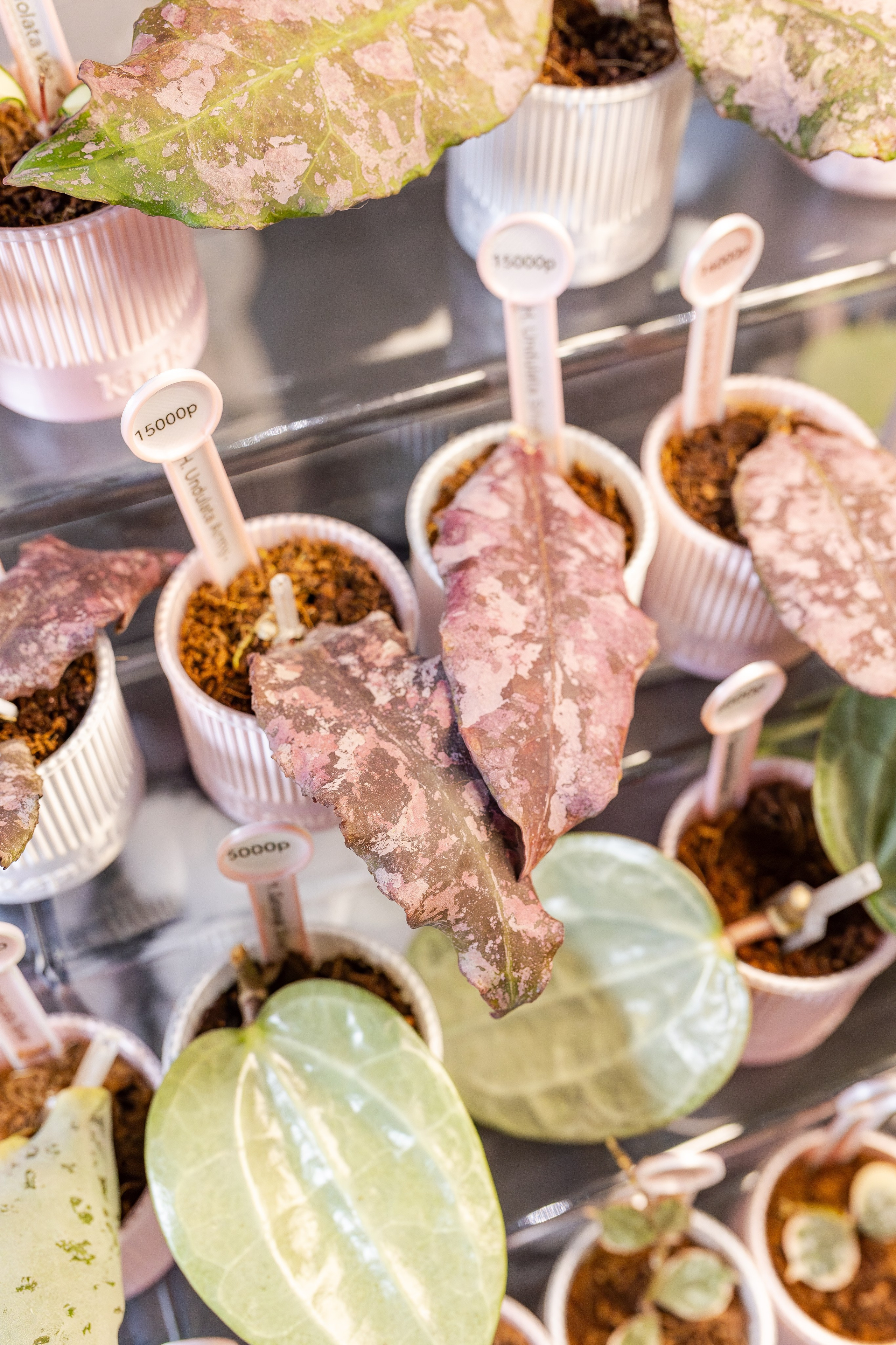 Монстериум апрель 2026. Александра Куликова фотограф, Москва