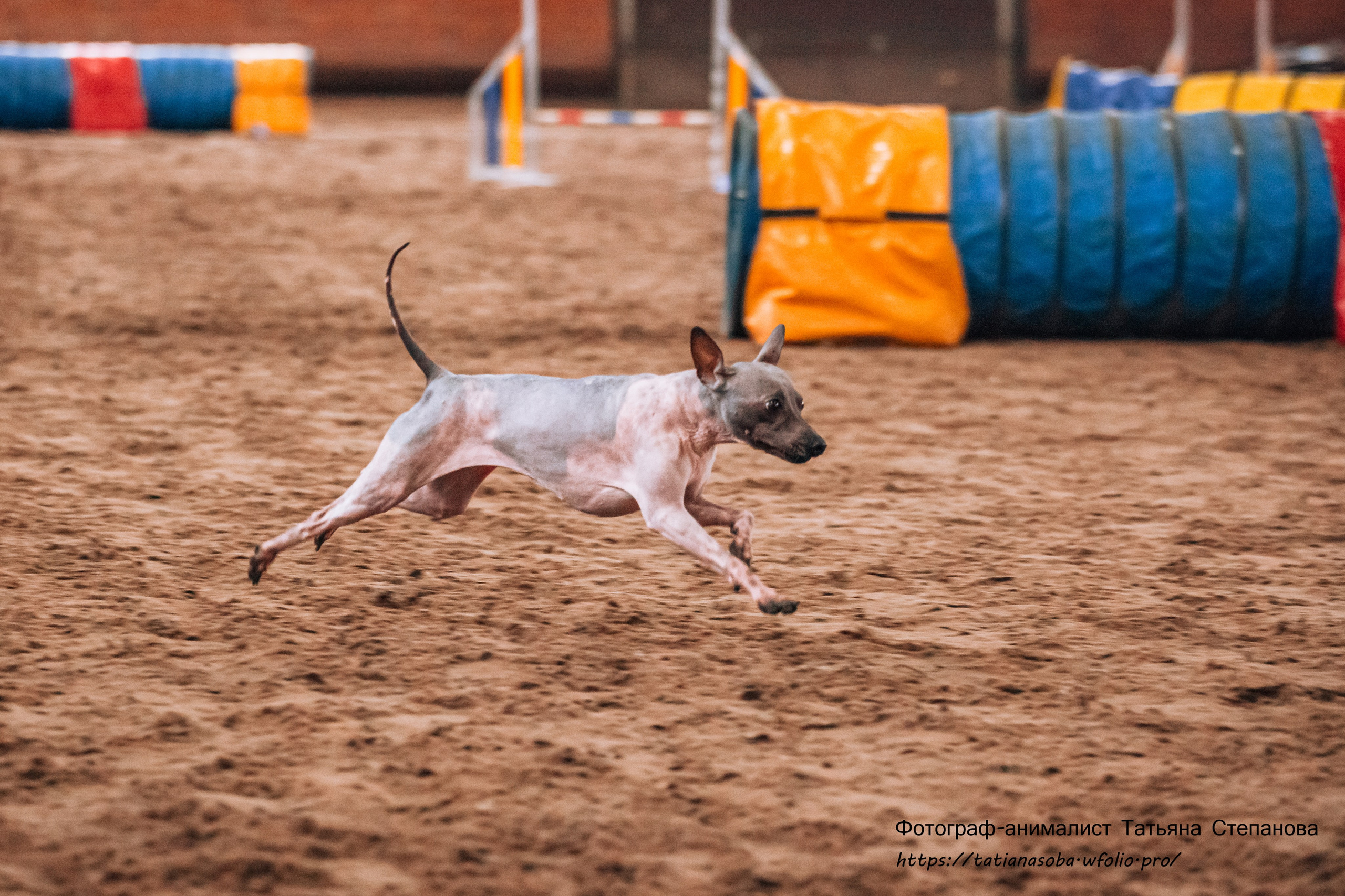 Соревнования по Аджилити 25.02.2024. Фотограф-анималист Татьяна Степанова