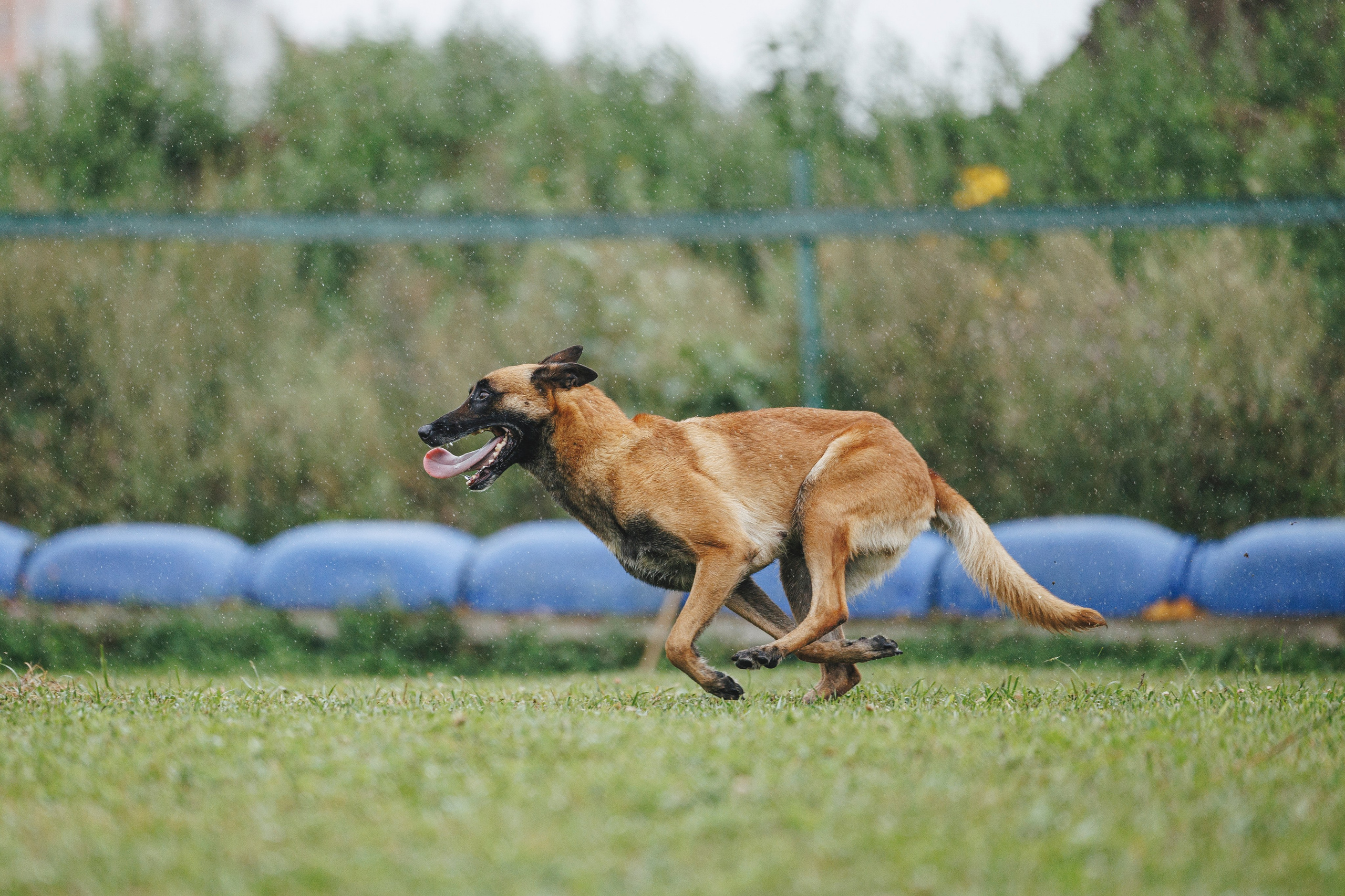 08.08.25-10.08.25 ЧР по мондьорингу г. Вологда. Фотограф-анималист Анна Маринич