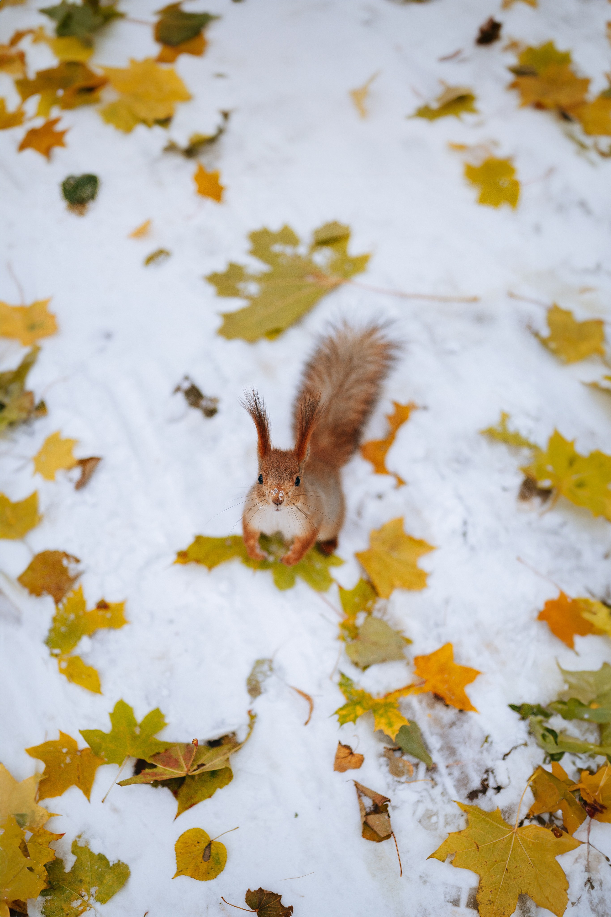 Москва. Фотограф Екатерина Катунова | Москва