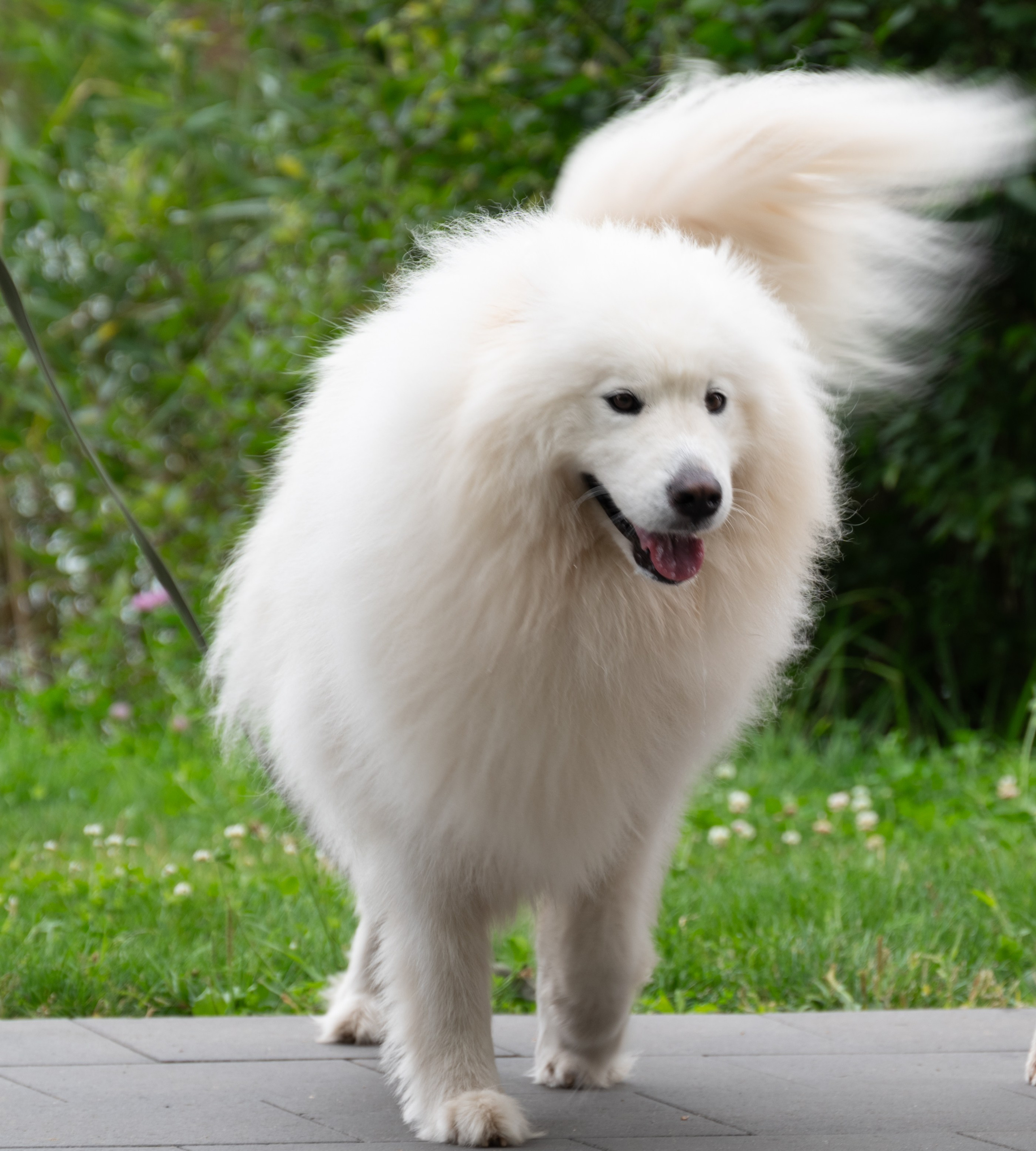 Pets Fest. Юлия Чайко, фотограф в Минске