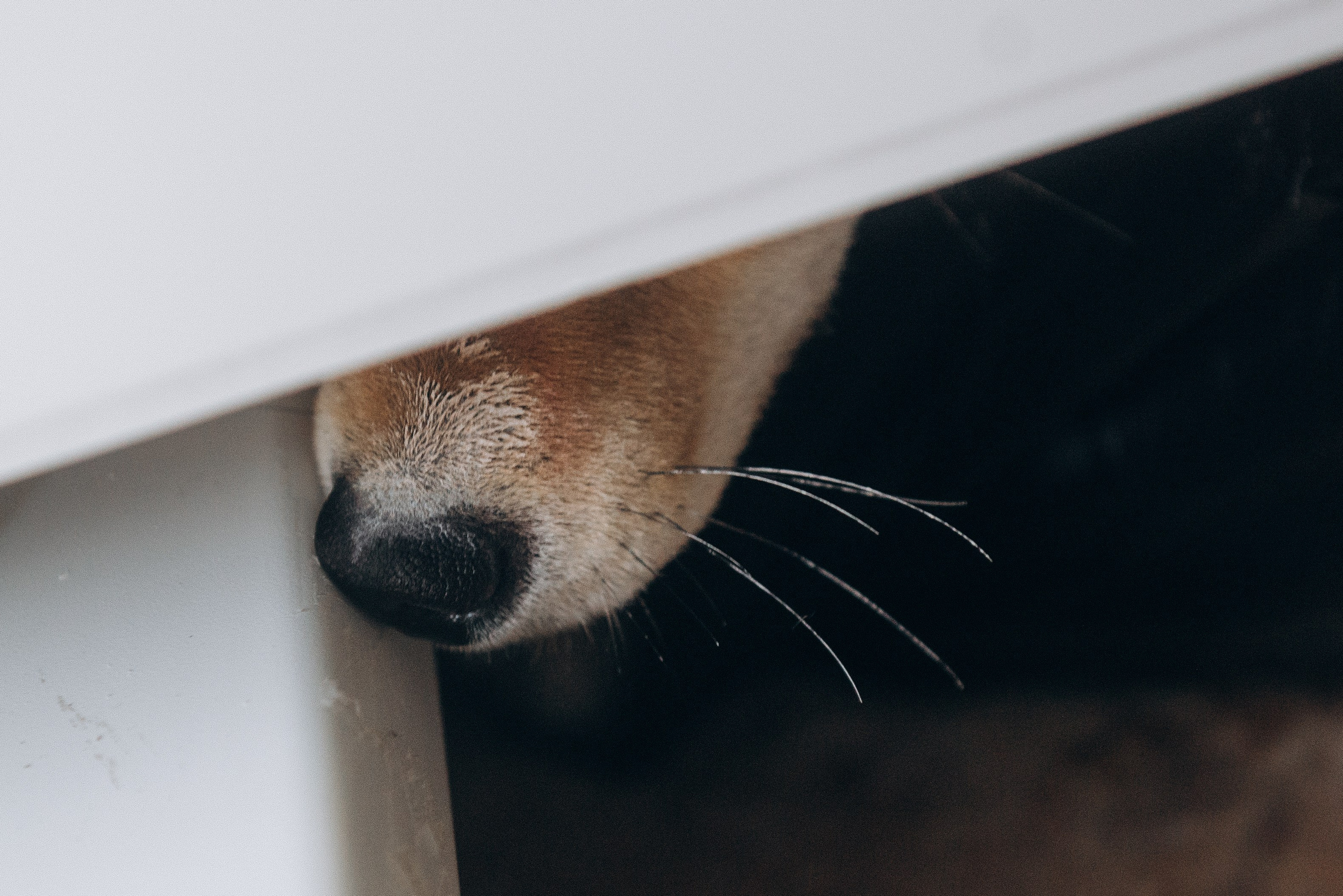 Ремонтники: Тася и Сиба. Ирина Метелица фотограф на Шикотане