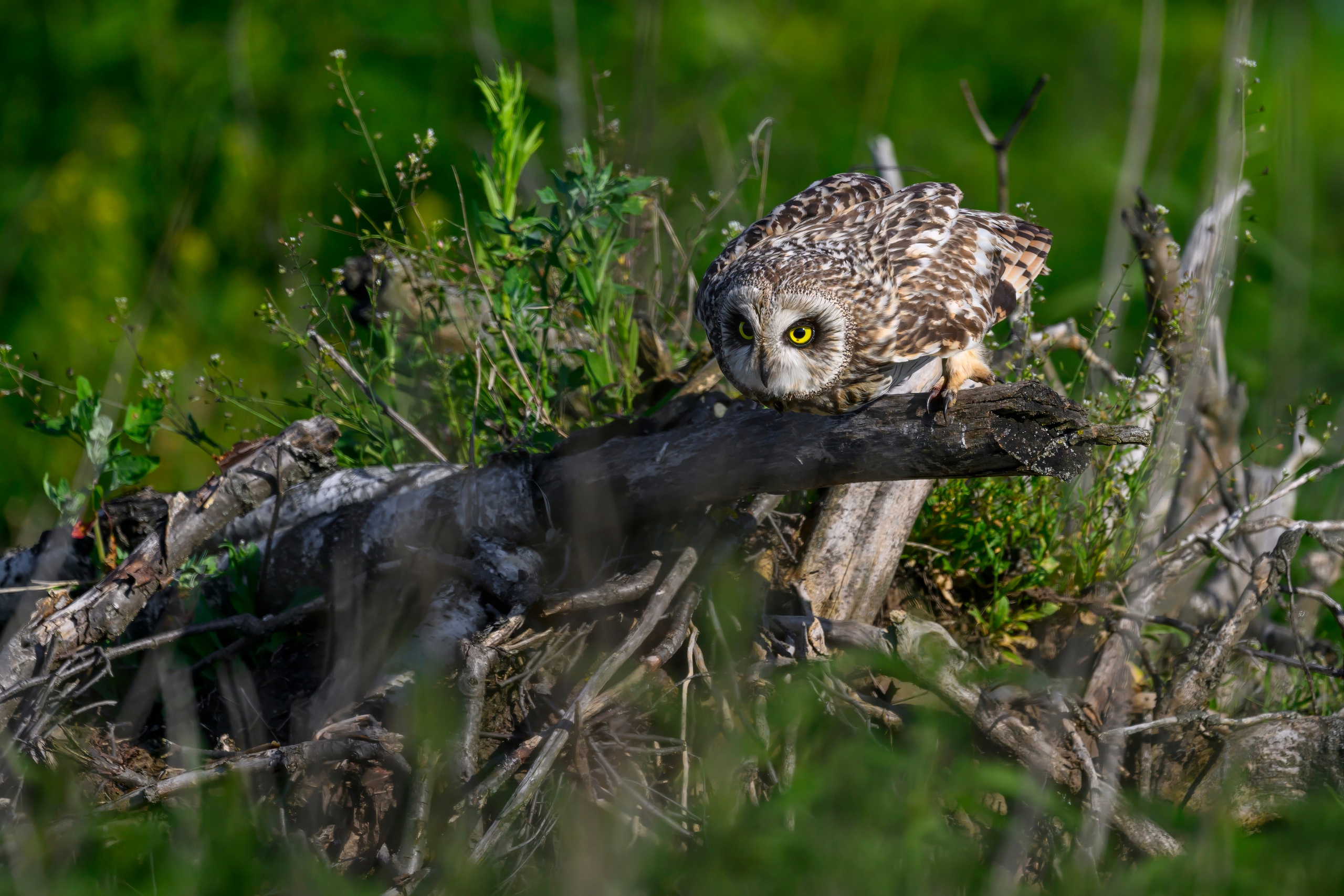 Совы и веретенники. Фотограф Сергей Пупонин
