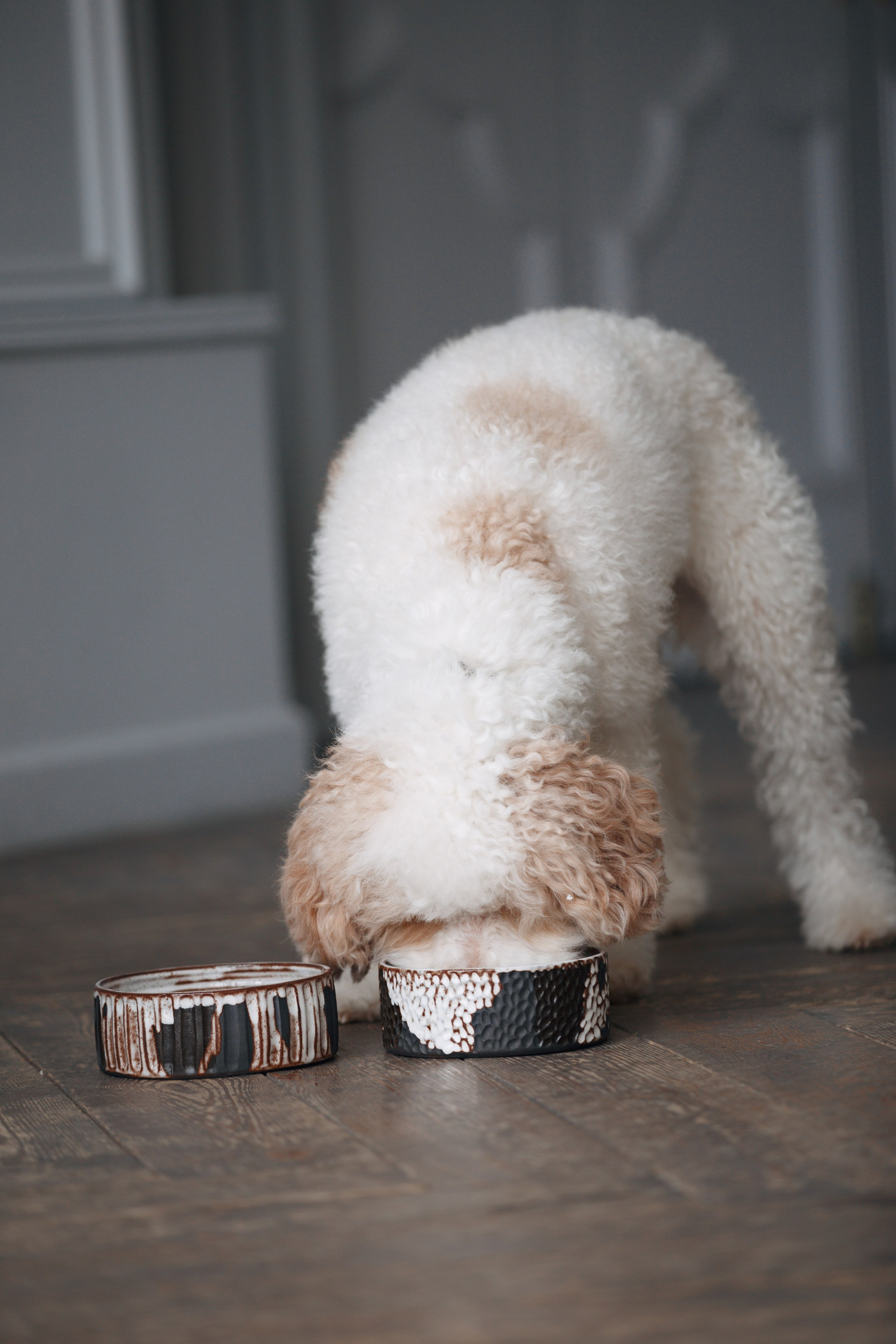 Bmbh лежанки и адресники. Фотограф анималист Кристина Карпова, Москва