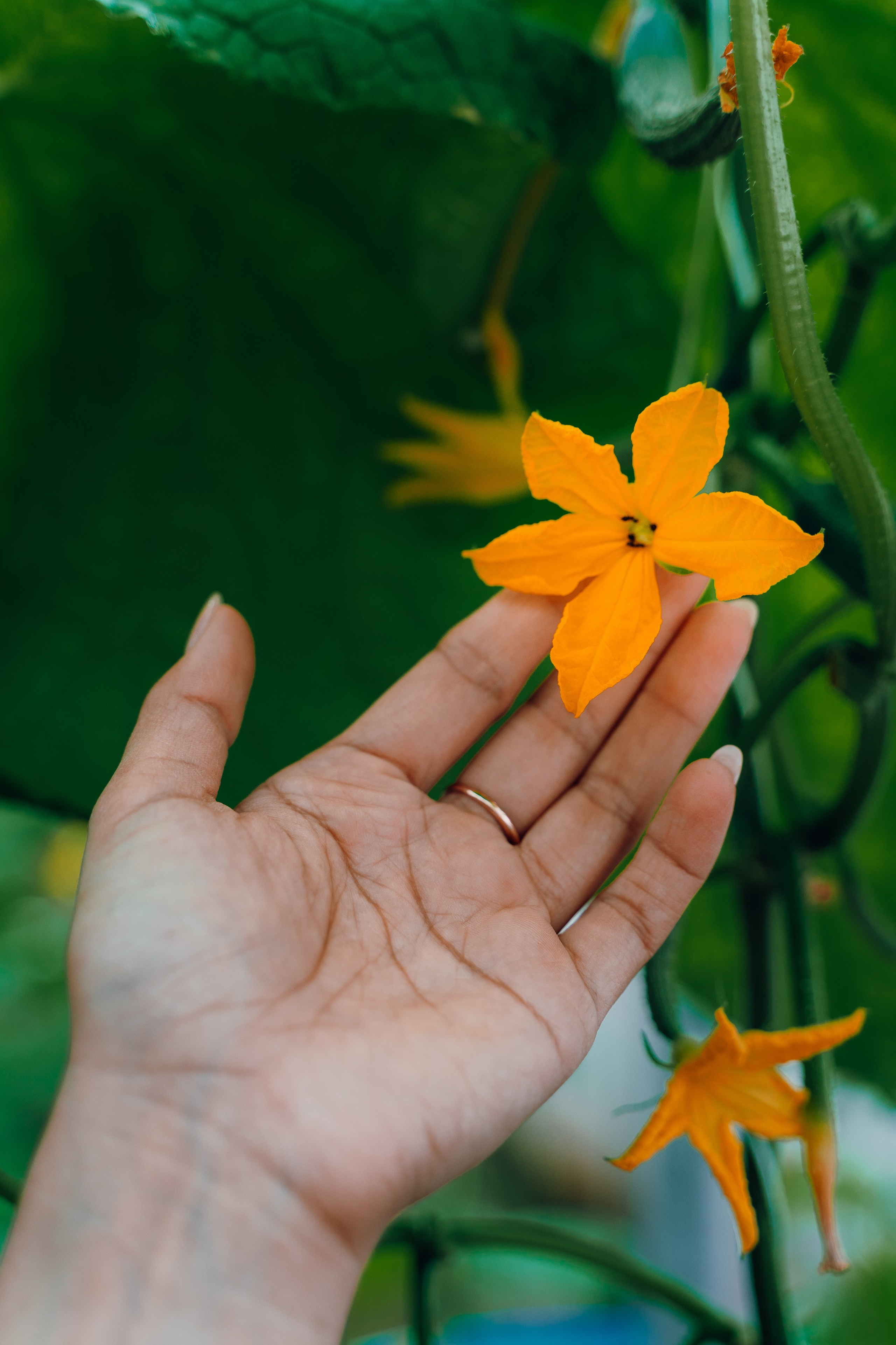 Огуречная история. Семейный и свадебный фотограф в Бугуруслане Екатерина Ронжина