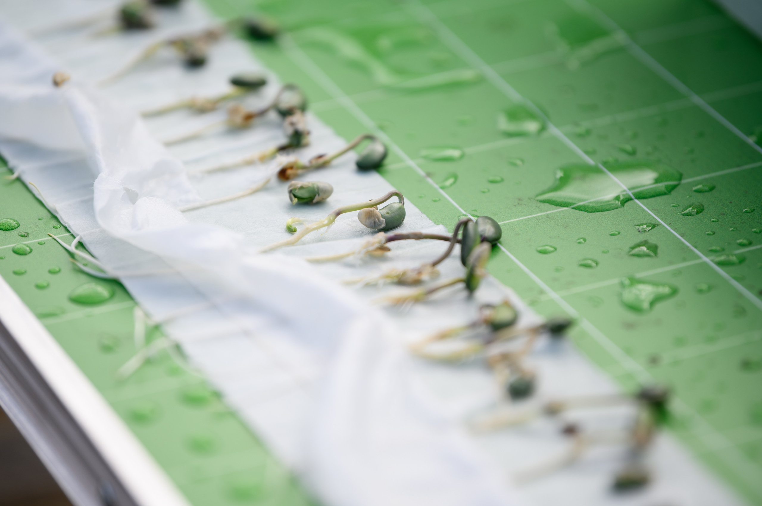 Проекты. Профессиональный фотограф Вячеслав Плацында | Липецк |