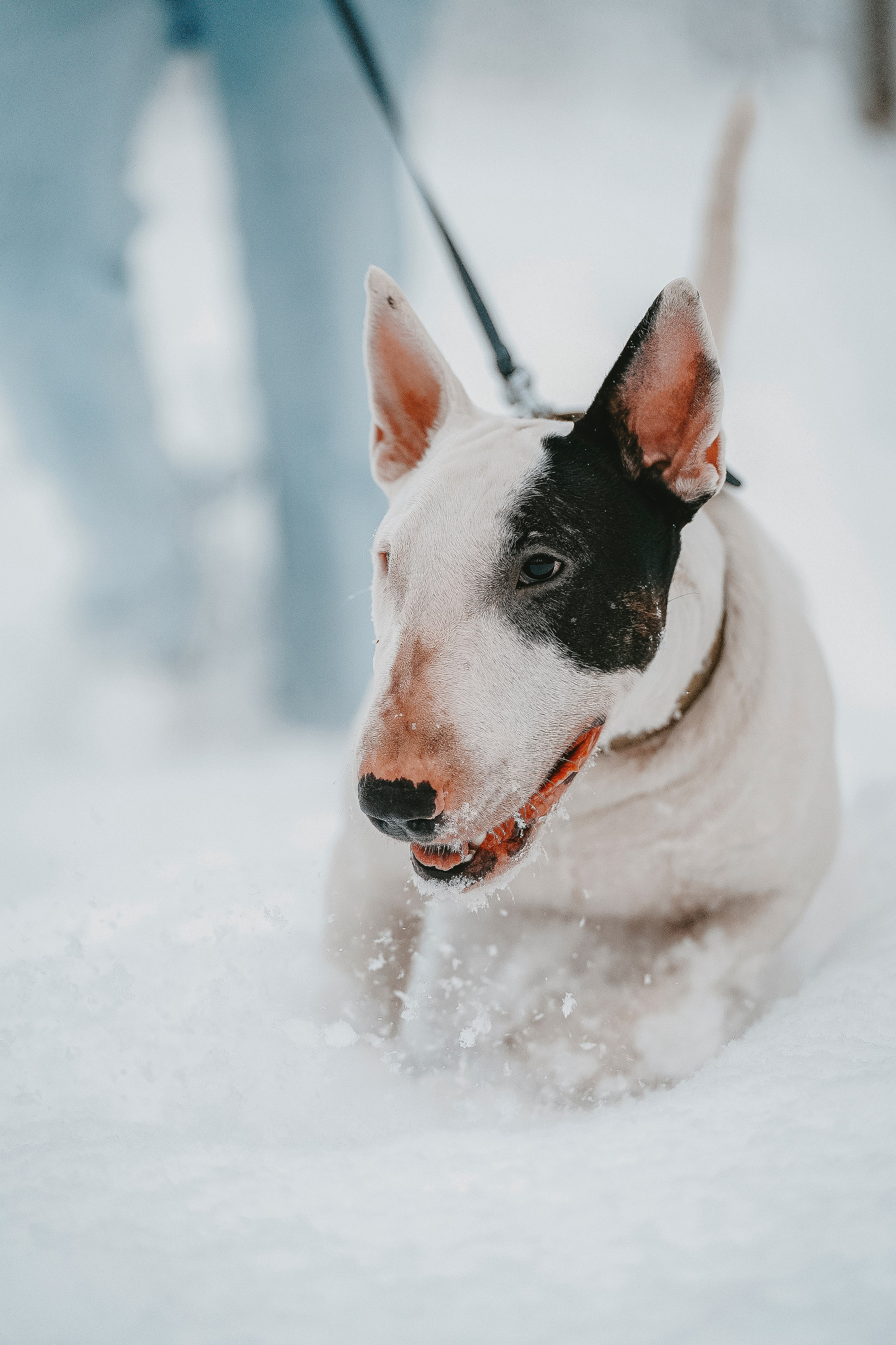 Портфолио собаки, фотограф Олеся Майрова. Фотограф анималист в Спб недорого Олеся Майорова