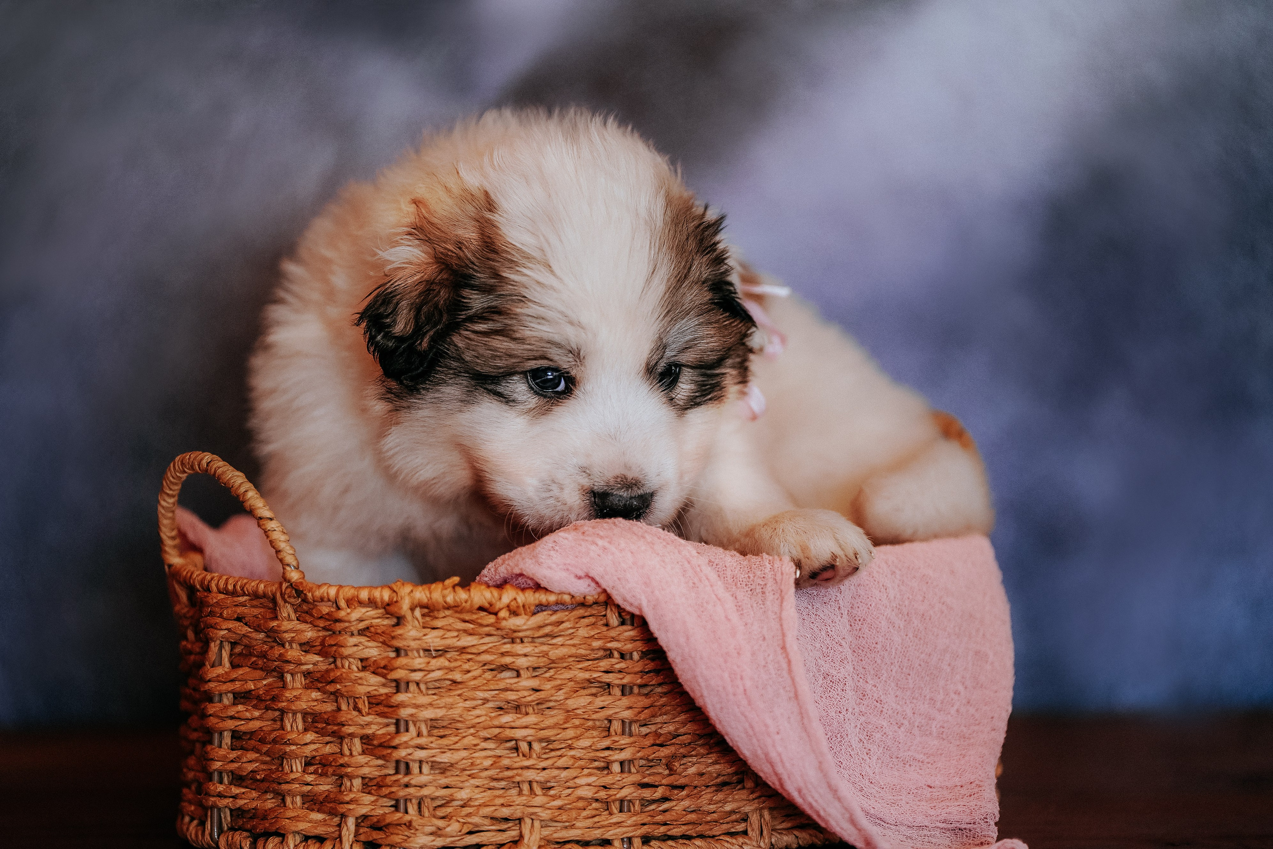 Пиренейские горные. Фотограф анималист в Спб недорого Олеся Майорова