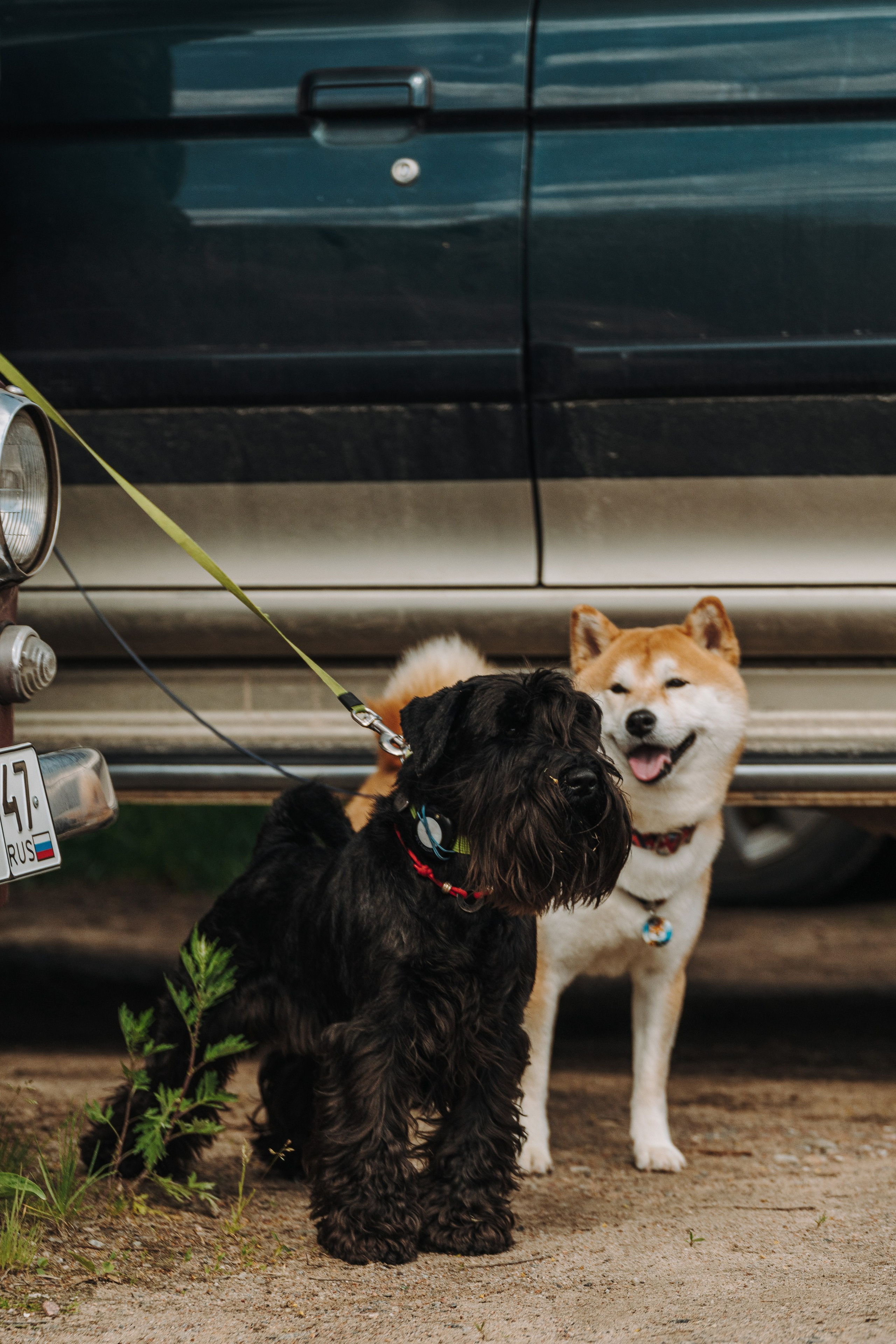 Соревнования по ноузворку. Фотограф анималист в Спб недорого Олеся Майорова