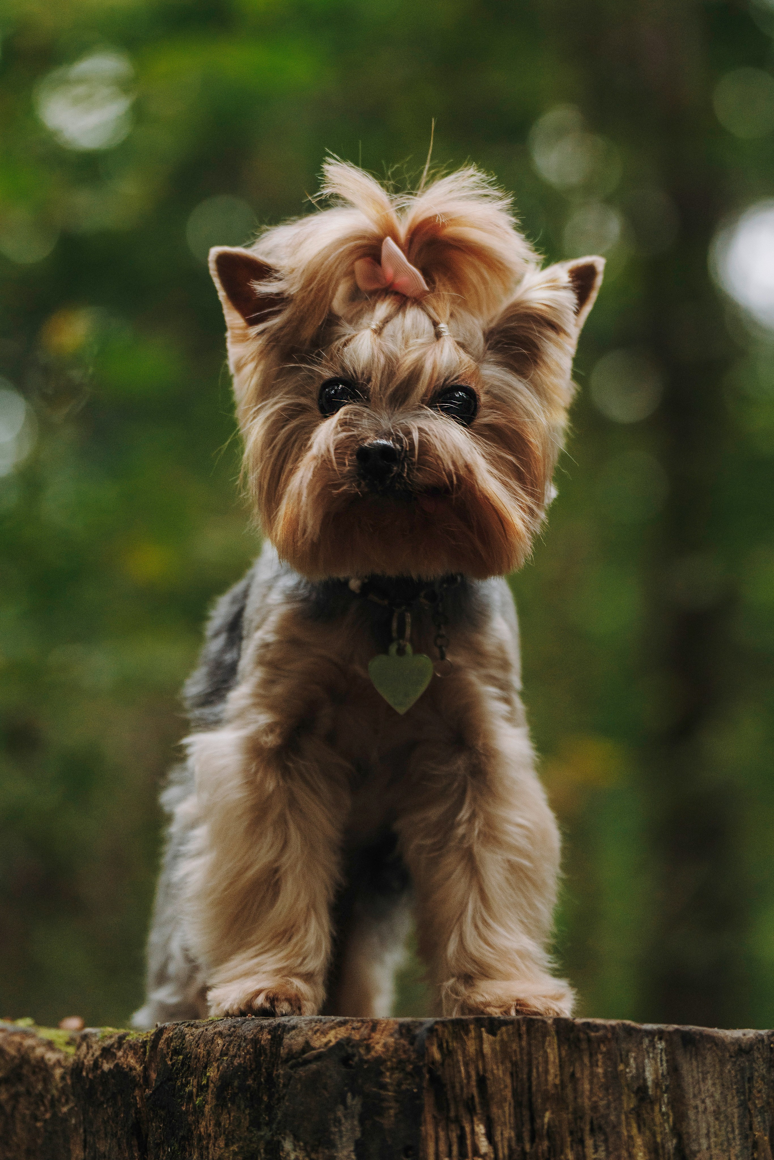 Евгения и Маруся. Фотограф анималист в Спб недорого Олеся Майорова