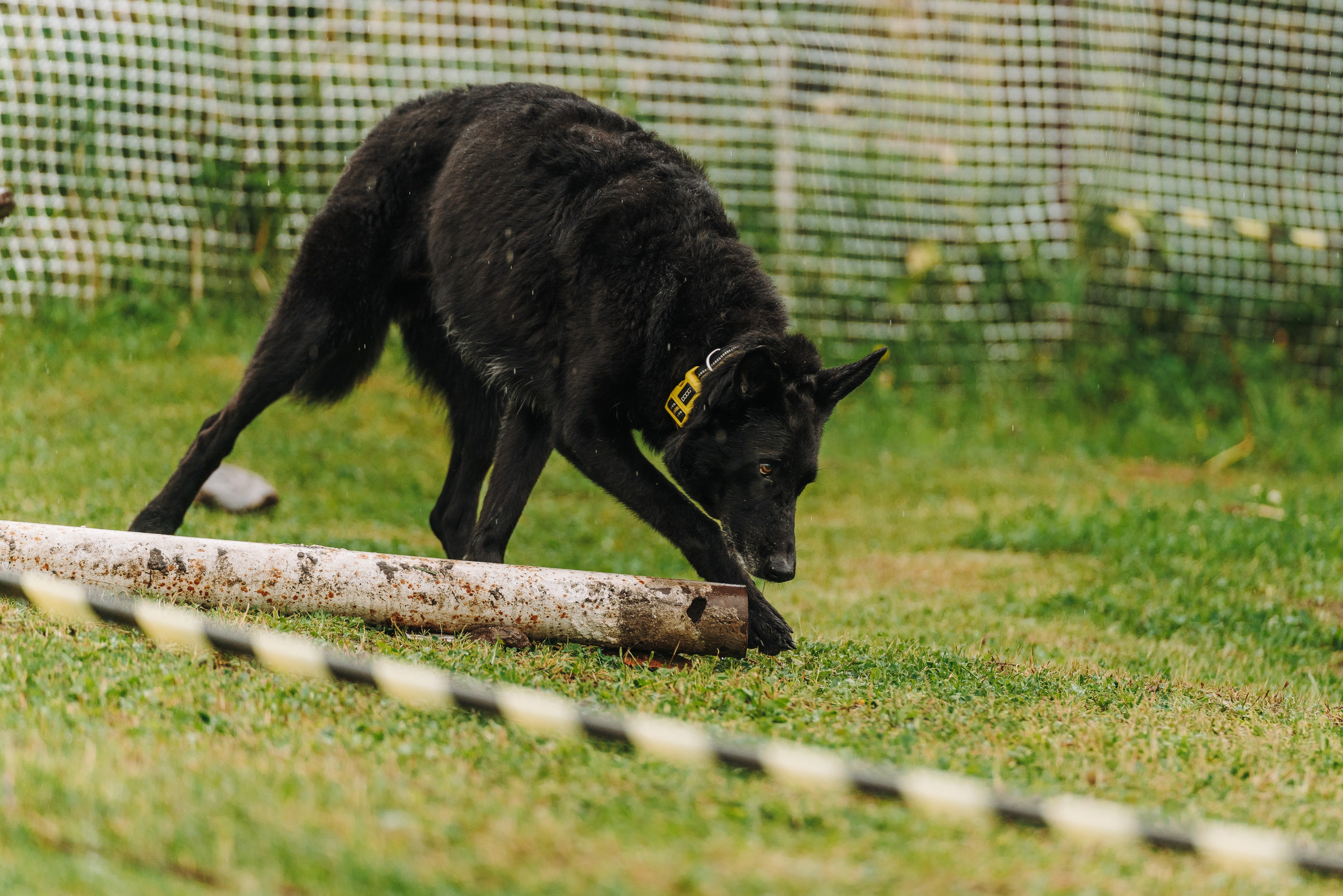 Соревнования по ноузворку в Новожилово. Фотограф анималист в Спб недорого Олеся Майорова