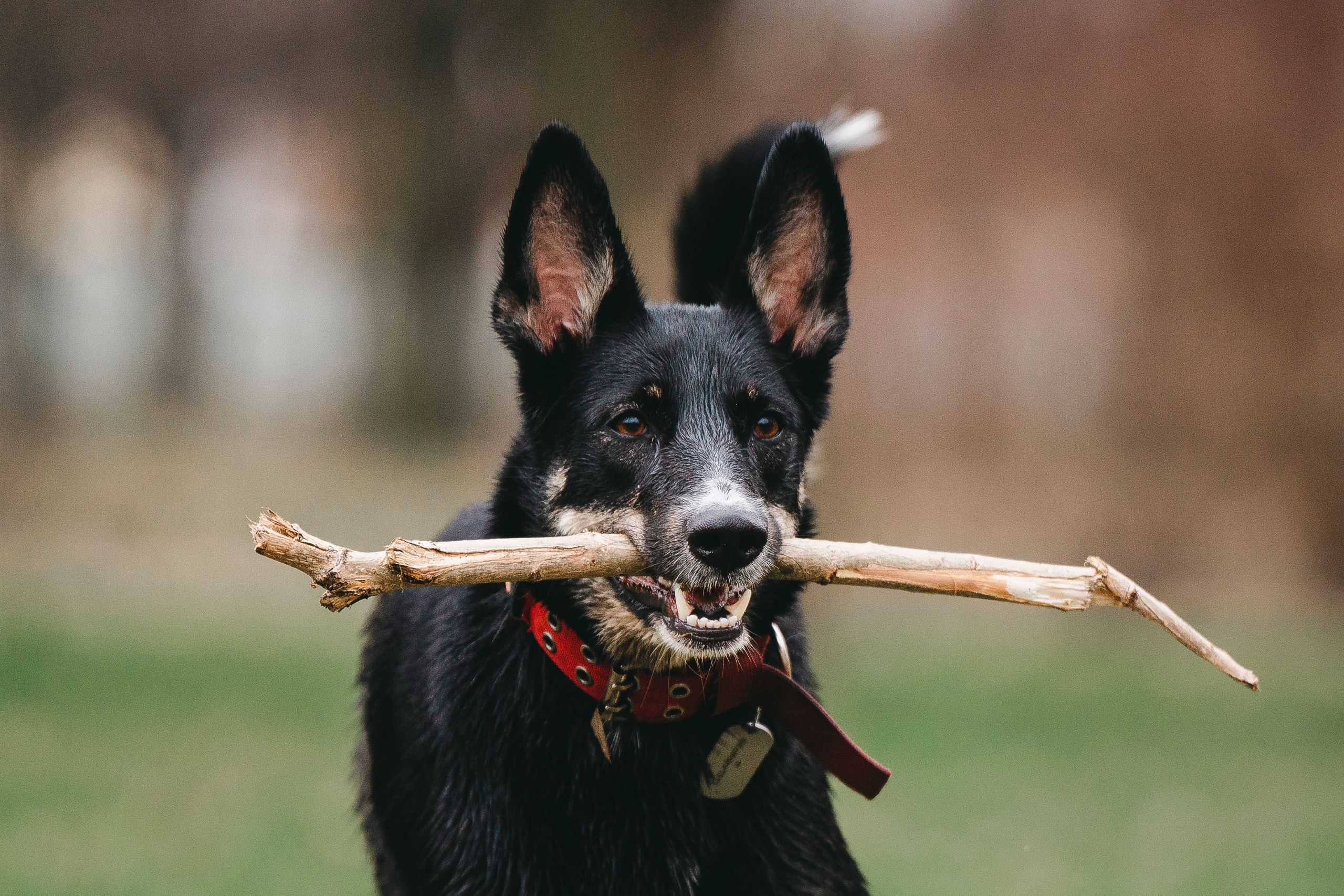 Эля и Шиза. Фотограф анималист в Спб недорого Олеся Майорова