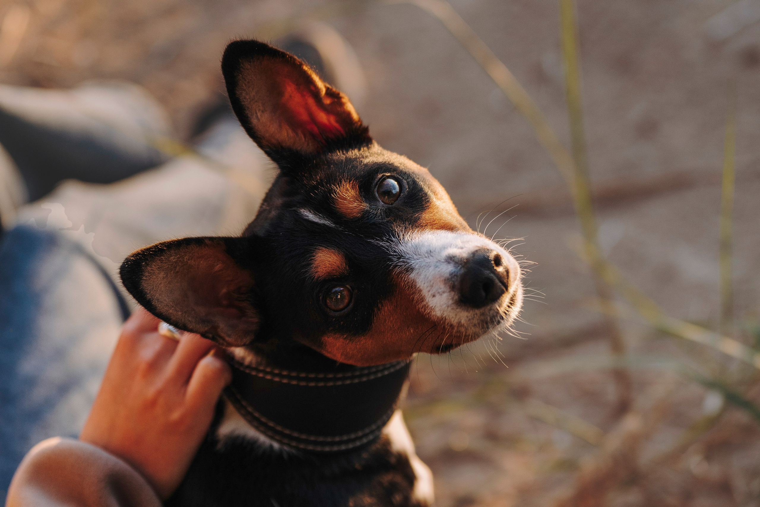 Екатерина и Дива. Фотограф анималист в Спб недорого Олеся Майорова