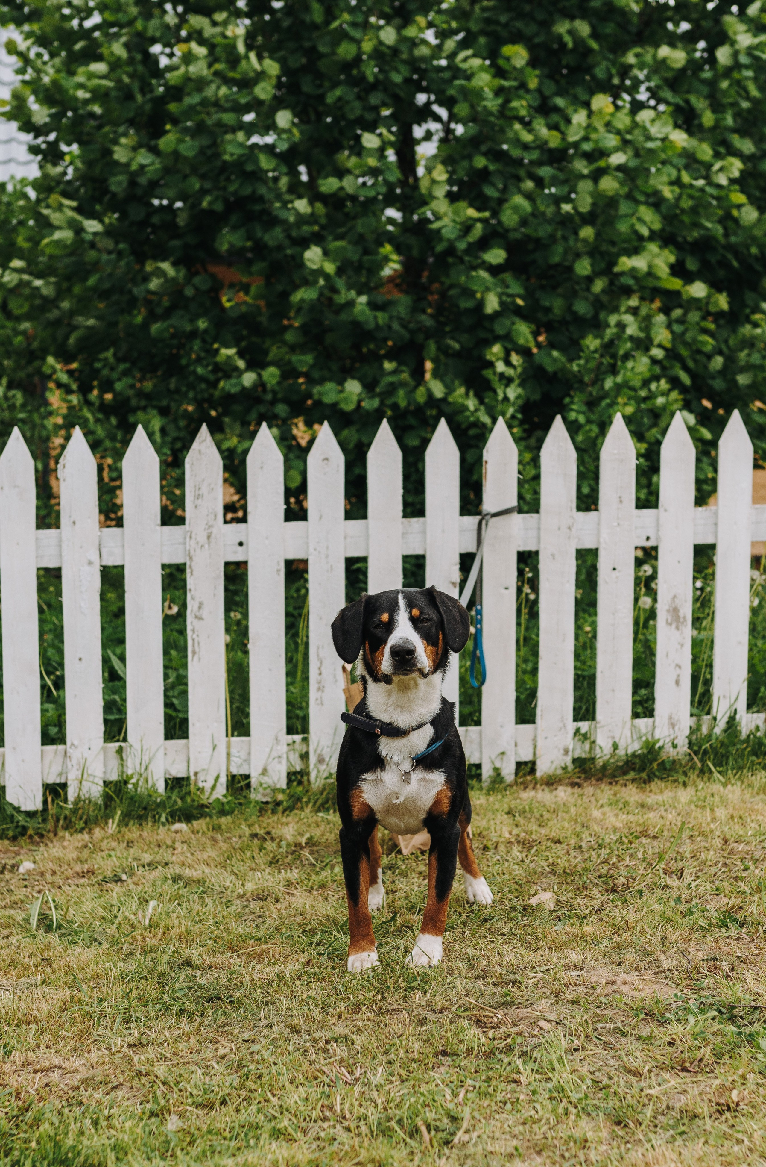 Соревнования по ноузворку. Фотограф анималист в Спб недорого Олеся Майорова