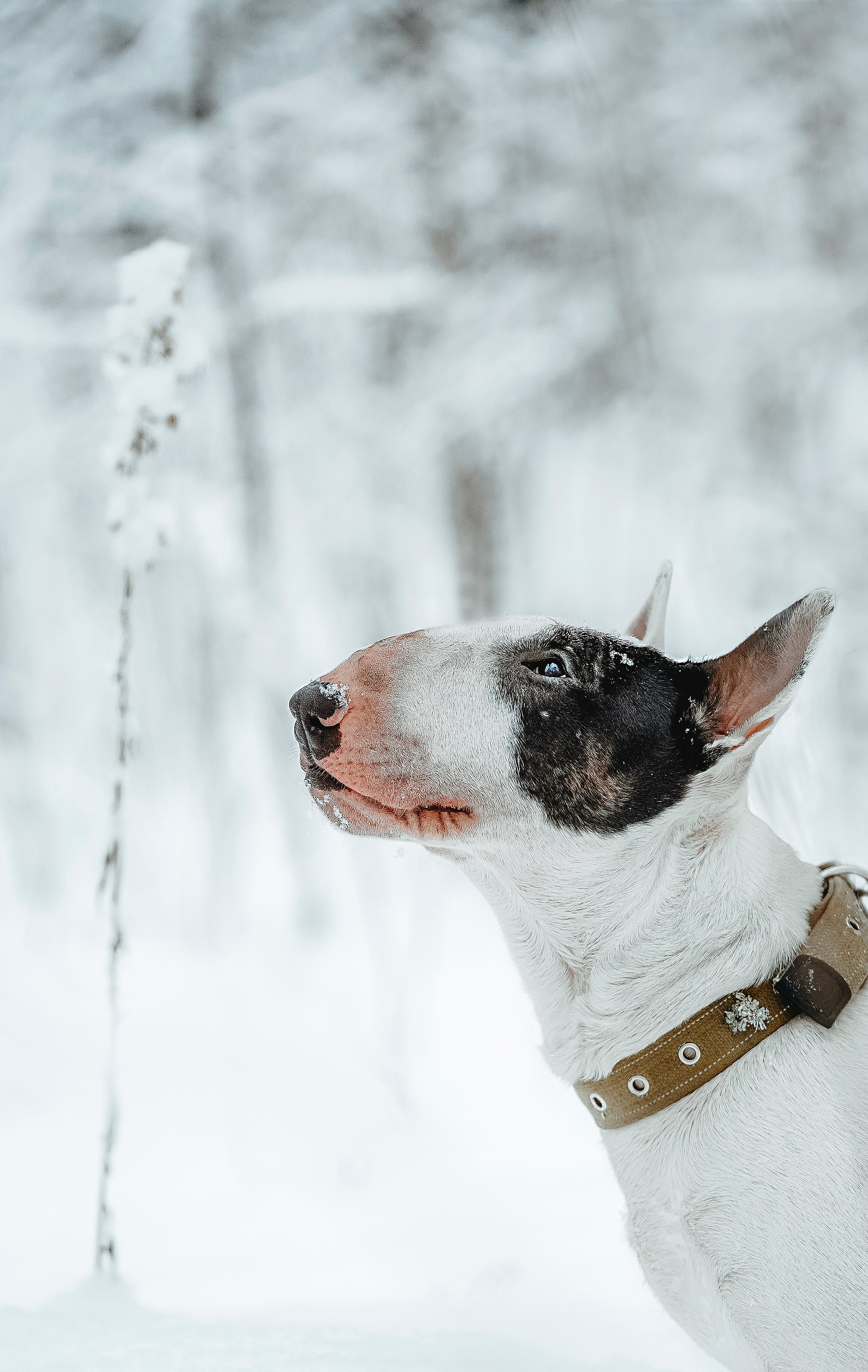 Портфолио собаки, фотограф Олеся Майрова. Фотограф анималист в Спб недорого Олеся Майорова