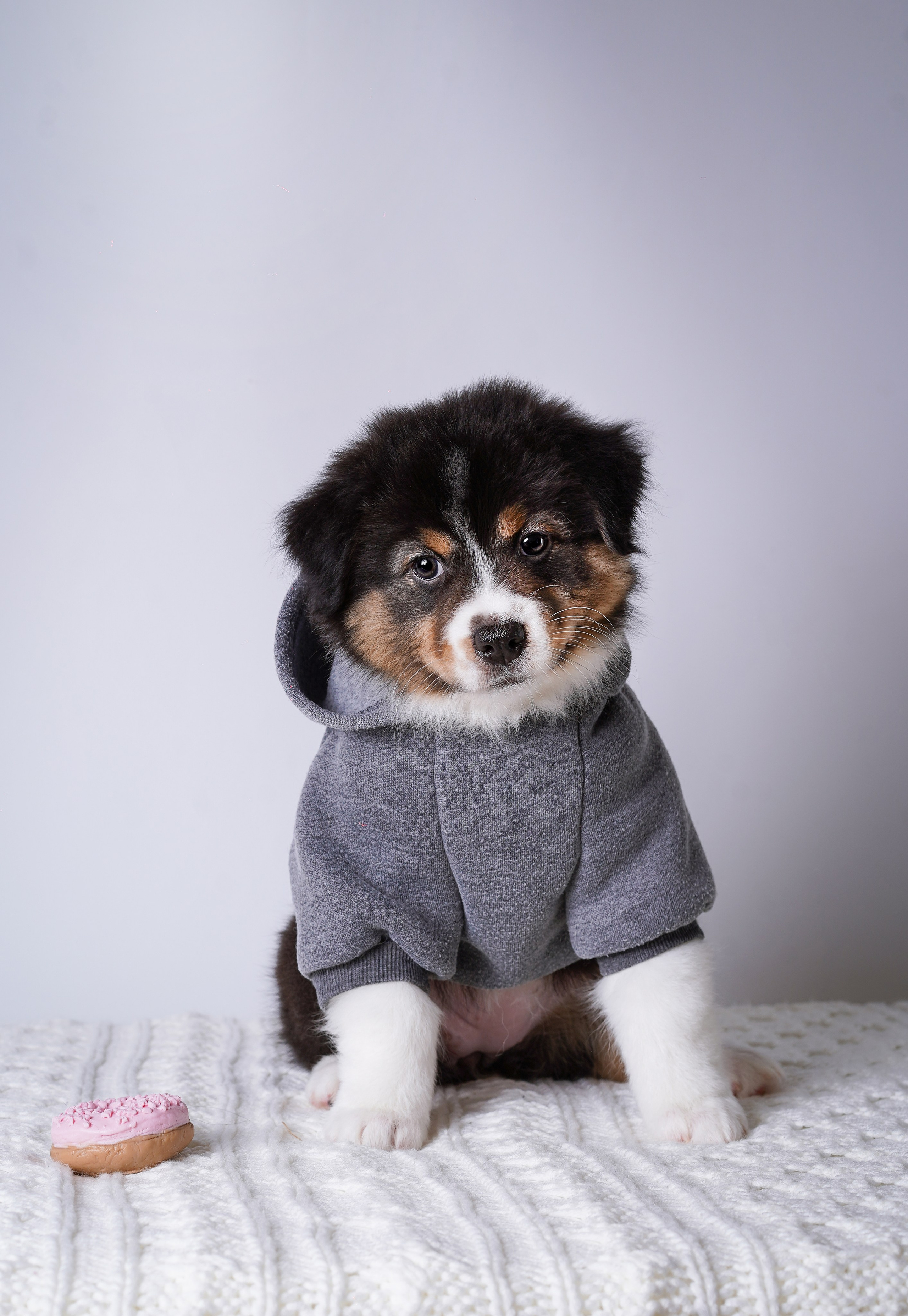 Щенки аусси. Фотограф-анималист в Санкт-Петербурге Яна Мартынова