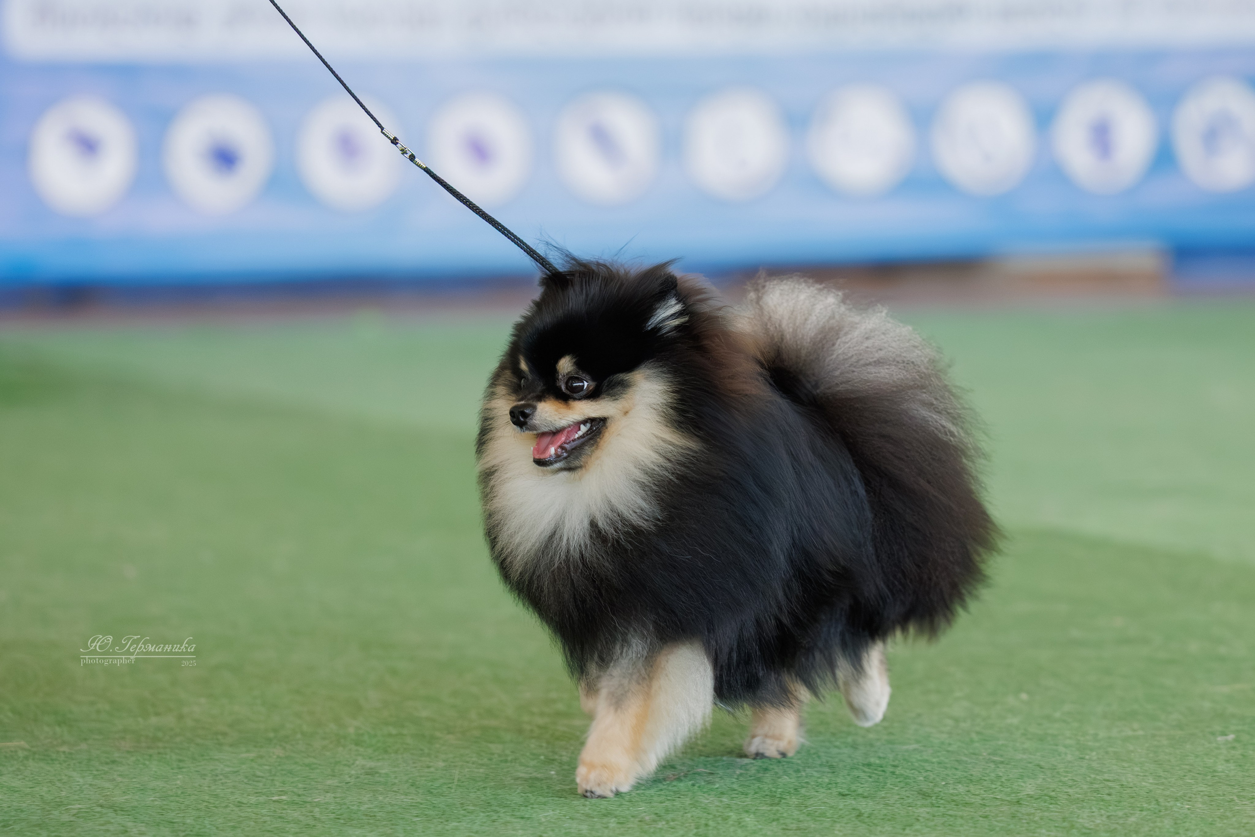 Батуми 3хCACIB 27-29.06.2025. Фотограф-анималист Юлия Германика