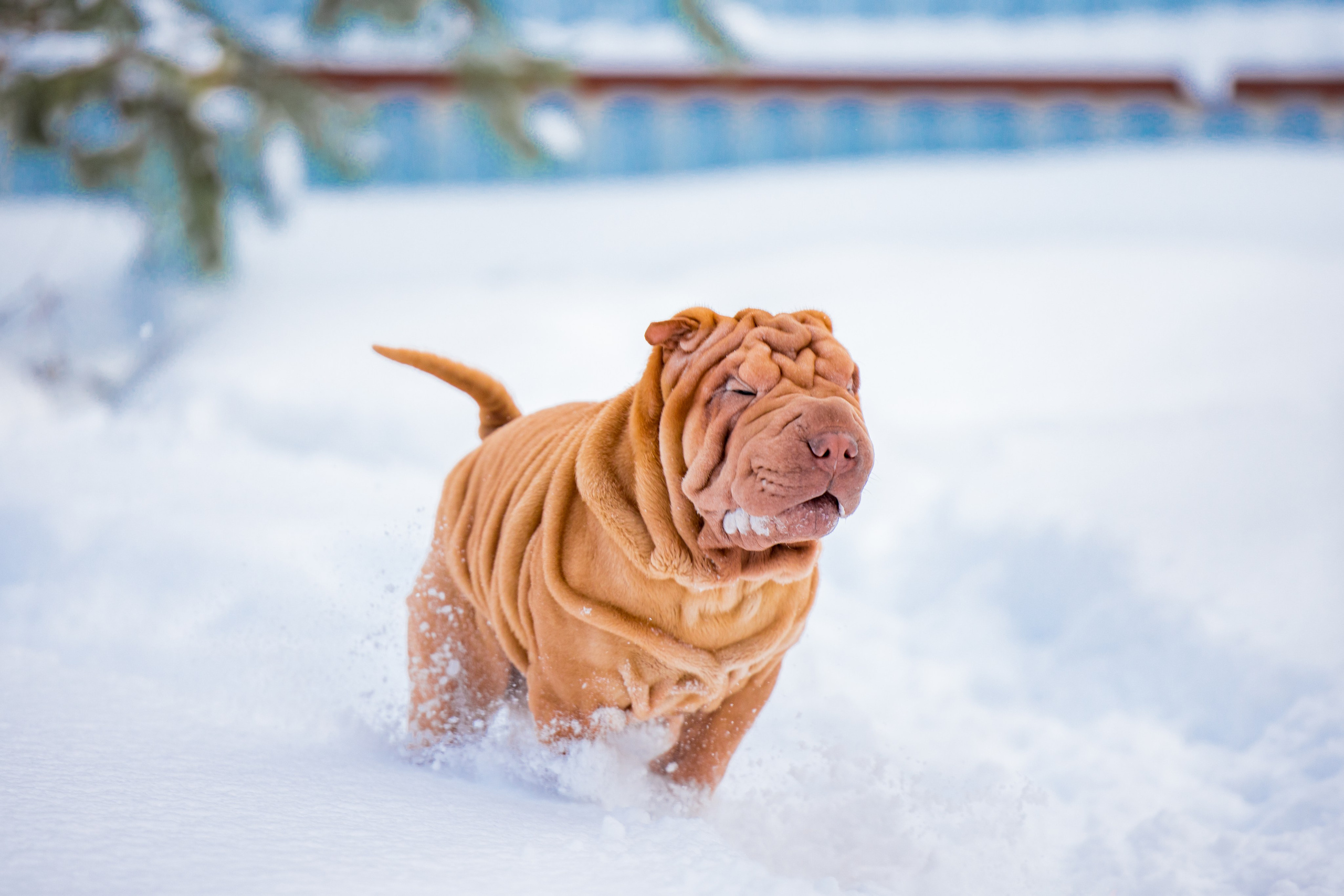 В гостях у шарпеев 16.01.2024. Фотограф-анималист Юлия Германика