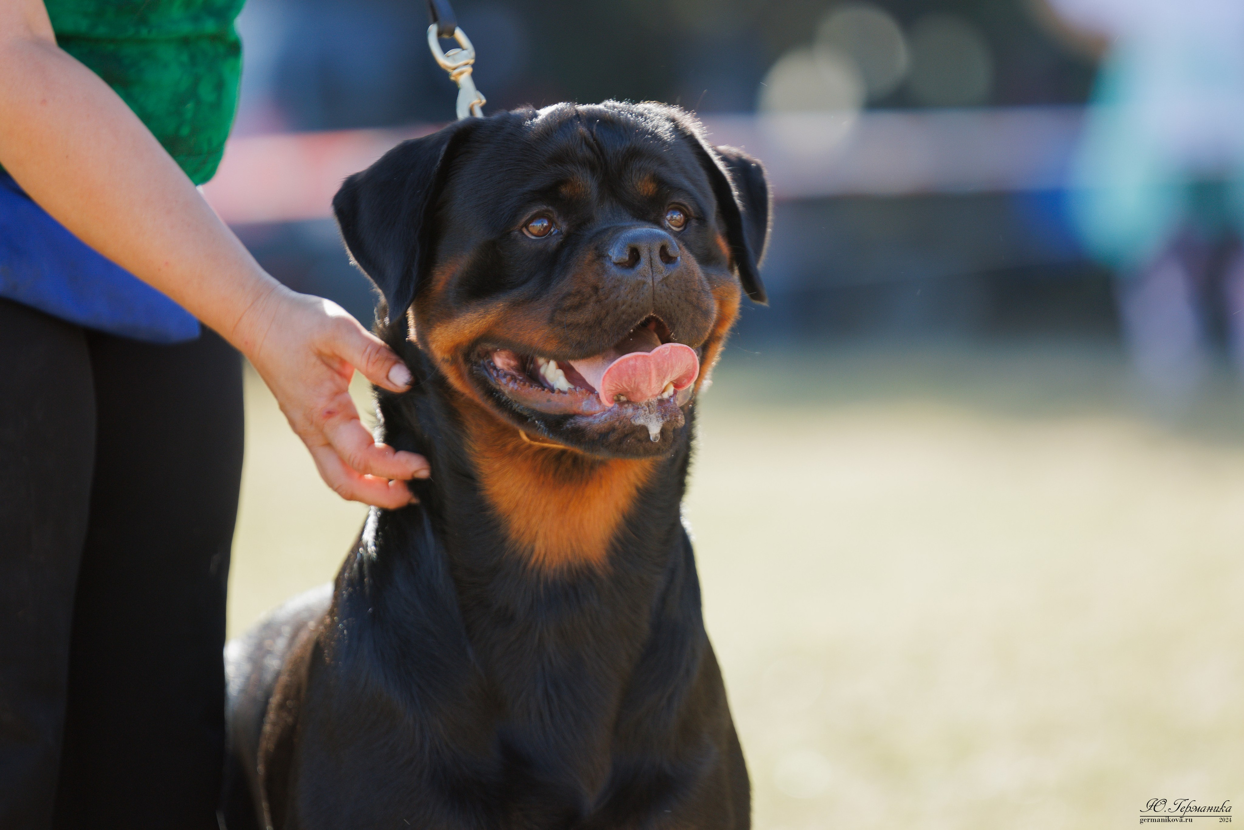 ПК и КЧК ротвейлеры Тверь 6-7.07.2024. Фотограф-анималист Юлия Германика
