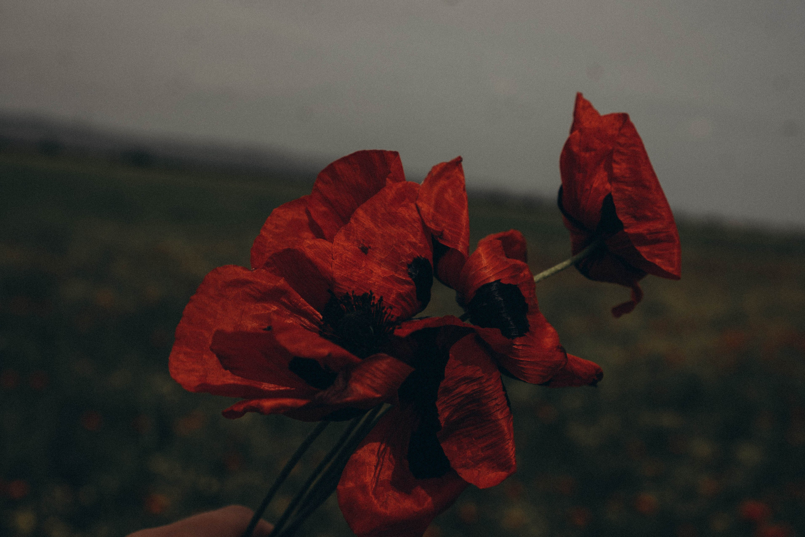 Кавказ. Профессиональный фотограф, Санкт-Петербург — Виктория Богомолова