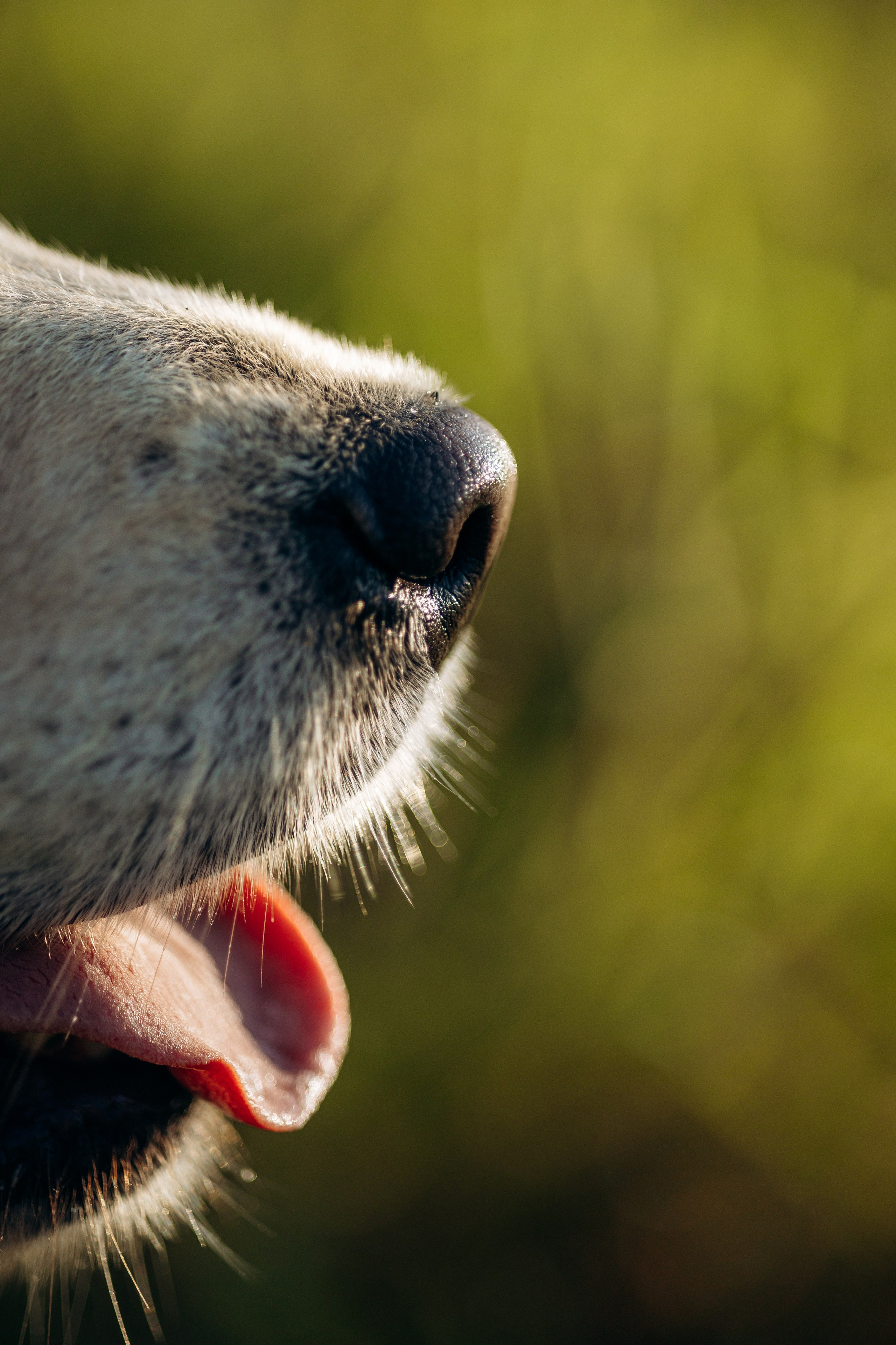 Ирина и ее золотинки. Фотограф — Анималист | Санкт-Петербург