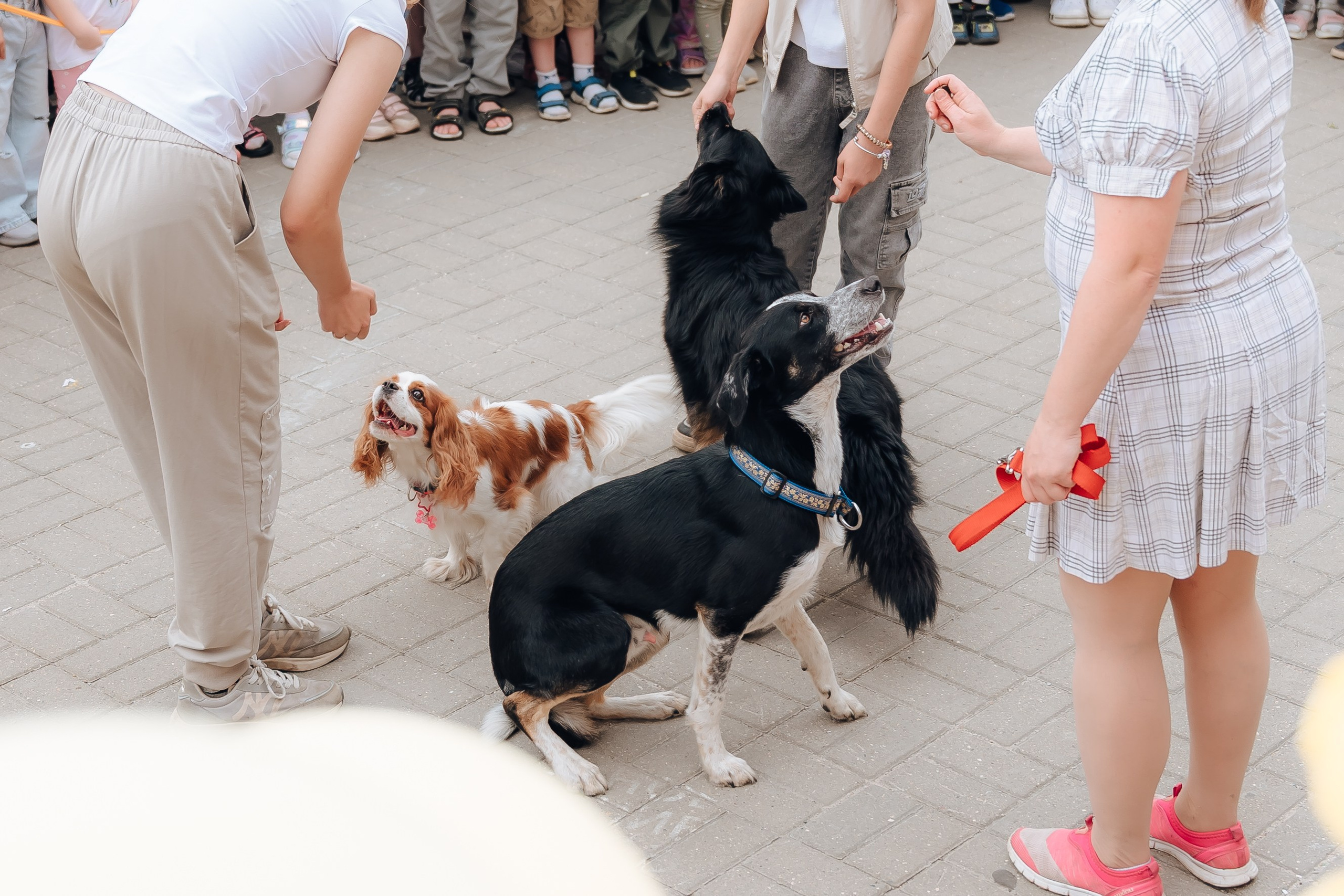 Открытие Мультифокс. Детский и семейный фотограф Катерина Мишина