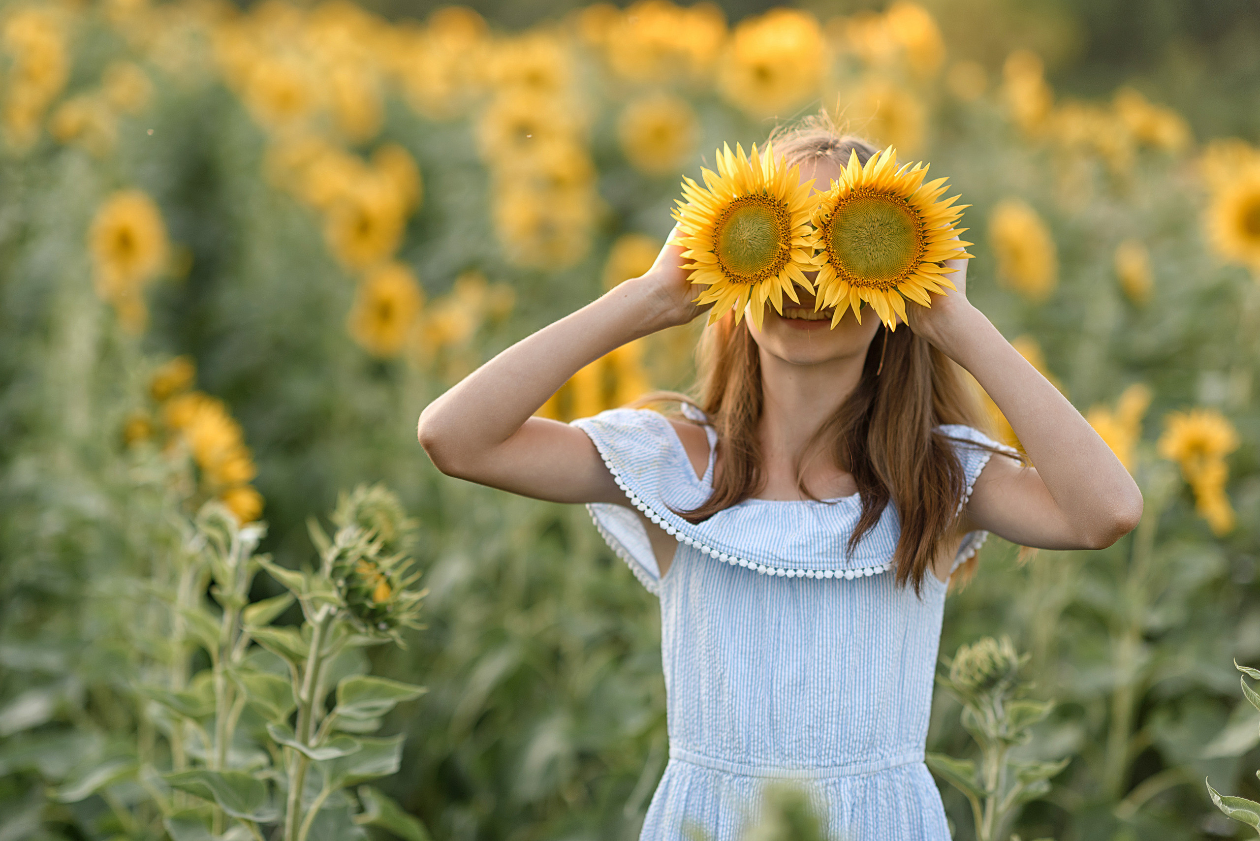 Фотосессия в подсолнухах. Профессиональный фотограф. Портрет, семья, дети