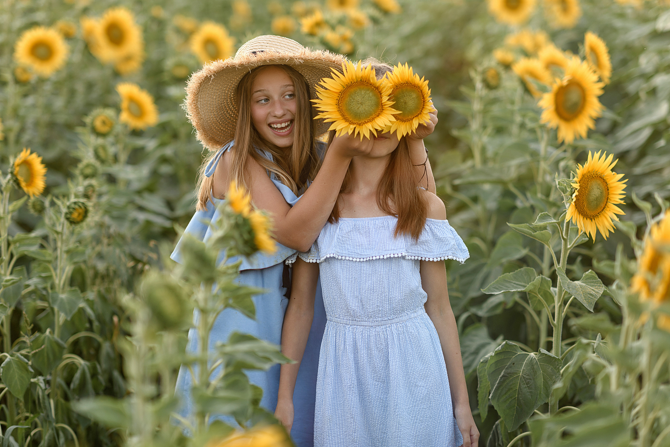 Фотосессия в подсолнухах. Профессиональный фотограф. Портрет, семья, дети