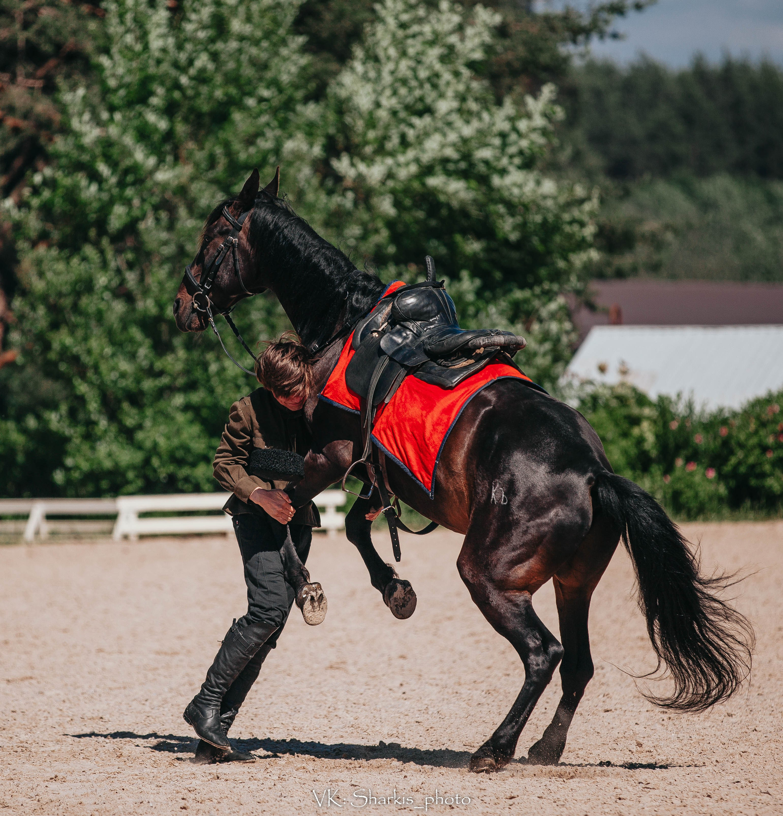 Лошади. Главная