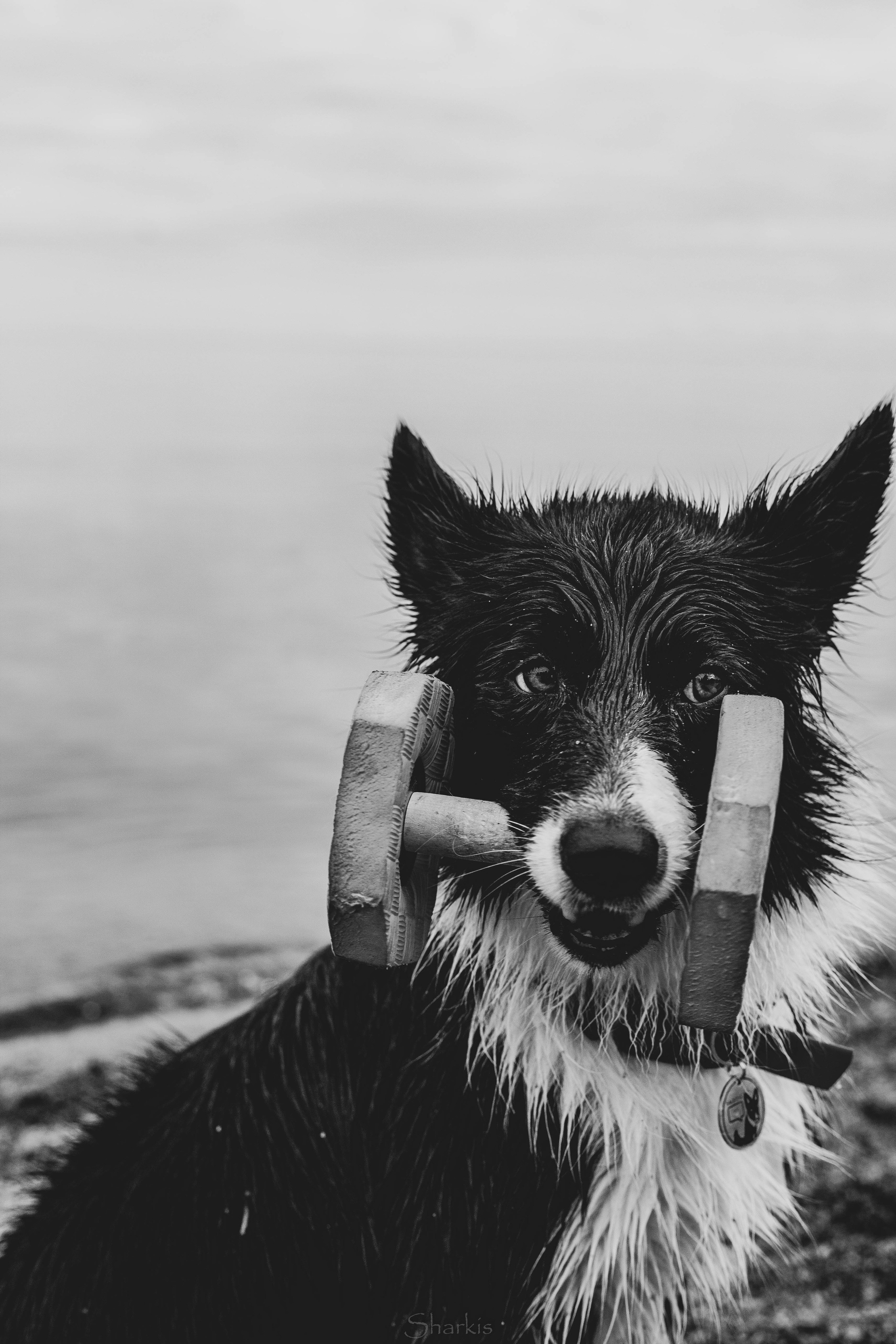 Кида и Сирша. Главная