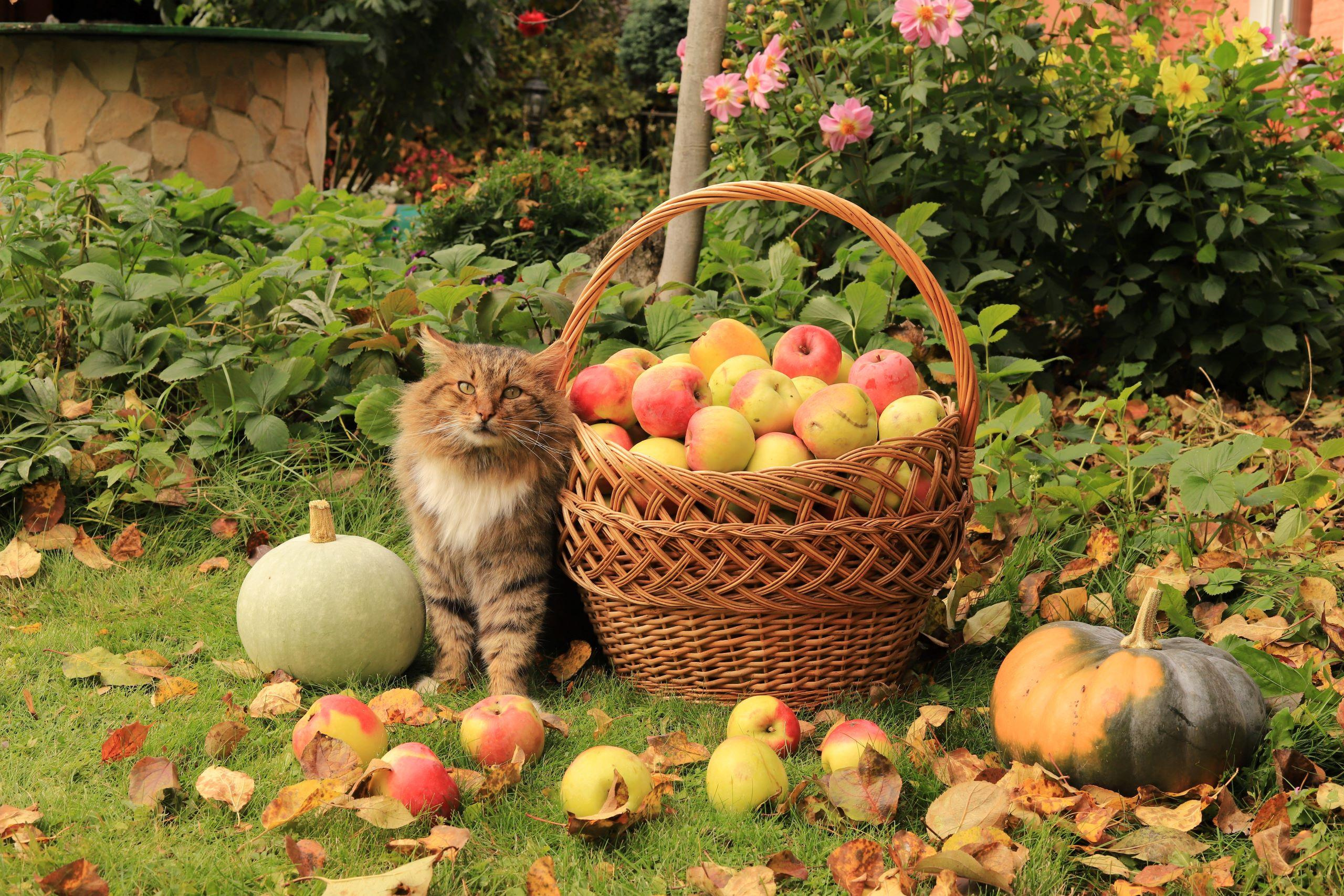 путешествуйте по России, победитель номинации дачные сезоны, дачные зарисовки, сюжетное фото, котики, урожай, хранитель урожая