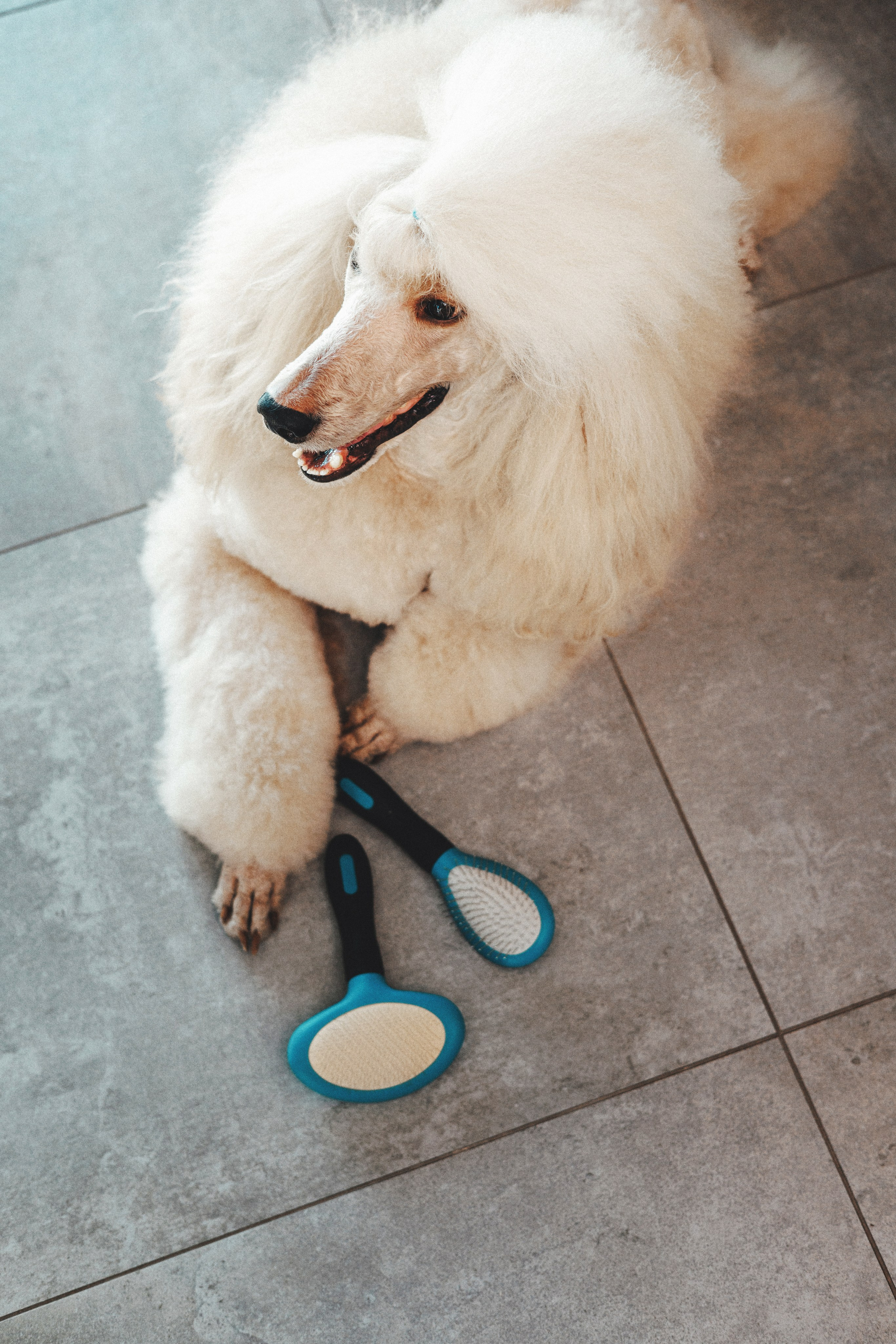 M-Pets. Фотограф анималист Осипчикова Мария