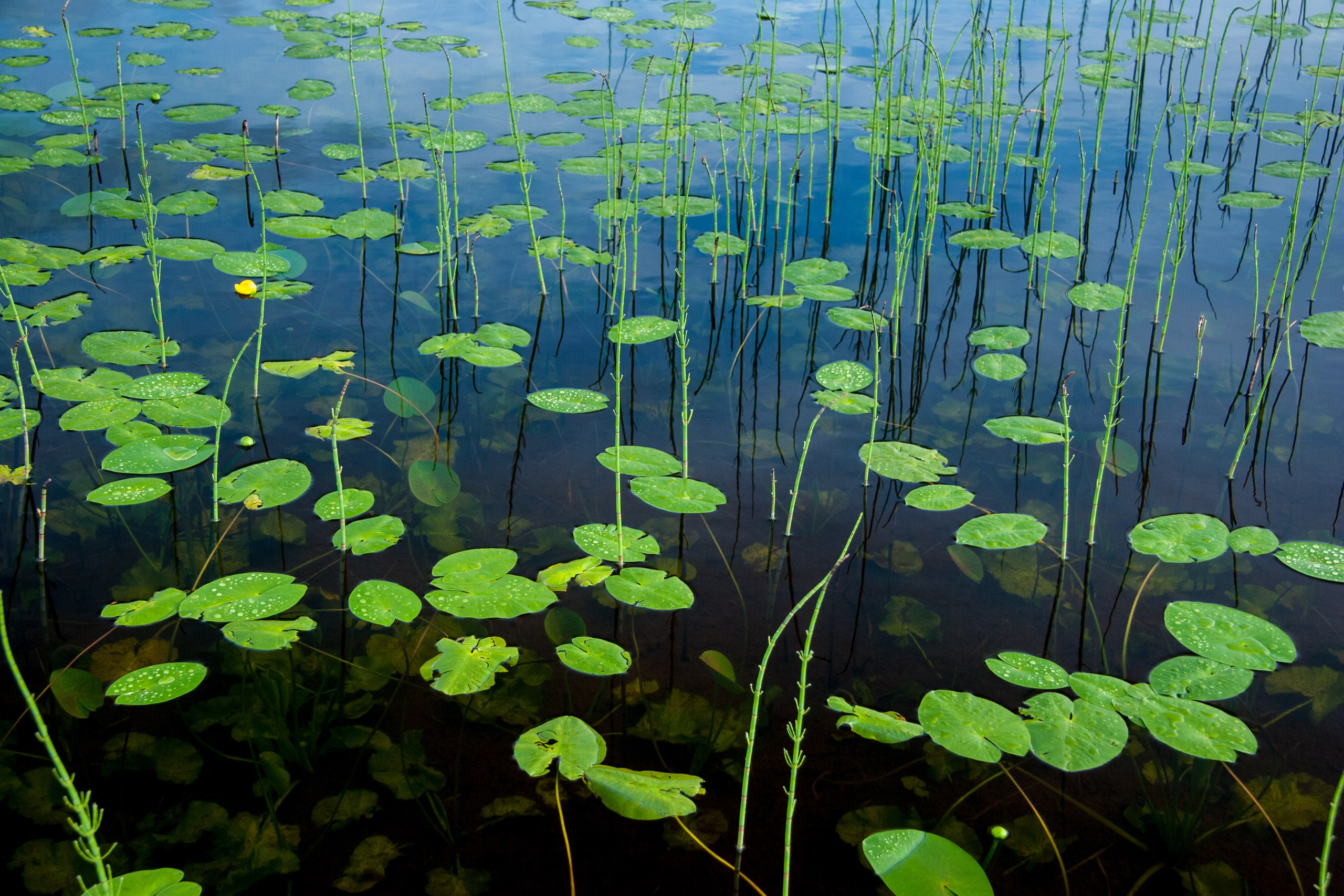 Мир растений. Пейзажи Крайнего Севера. Баренцево море, Рыбачий, Средний, Немецкий