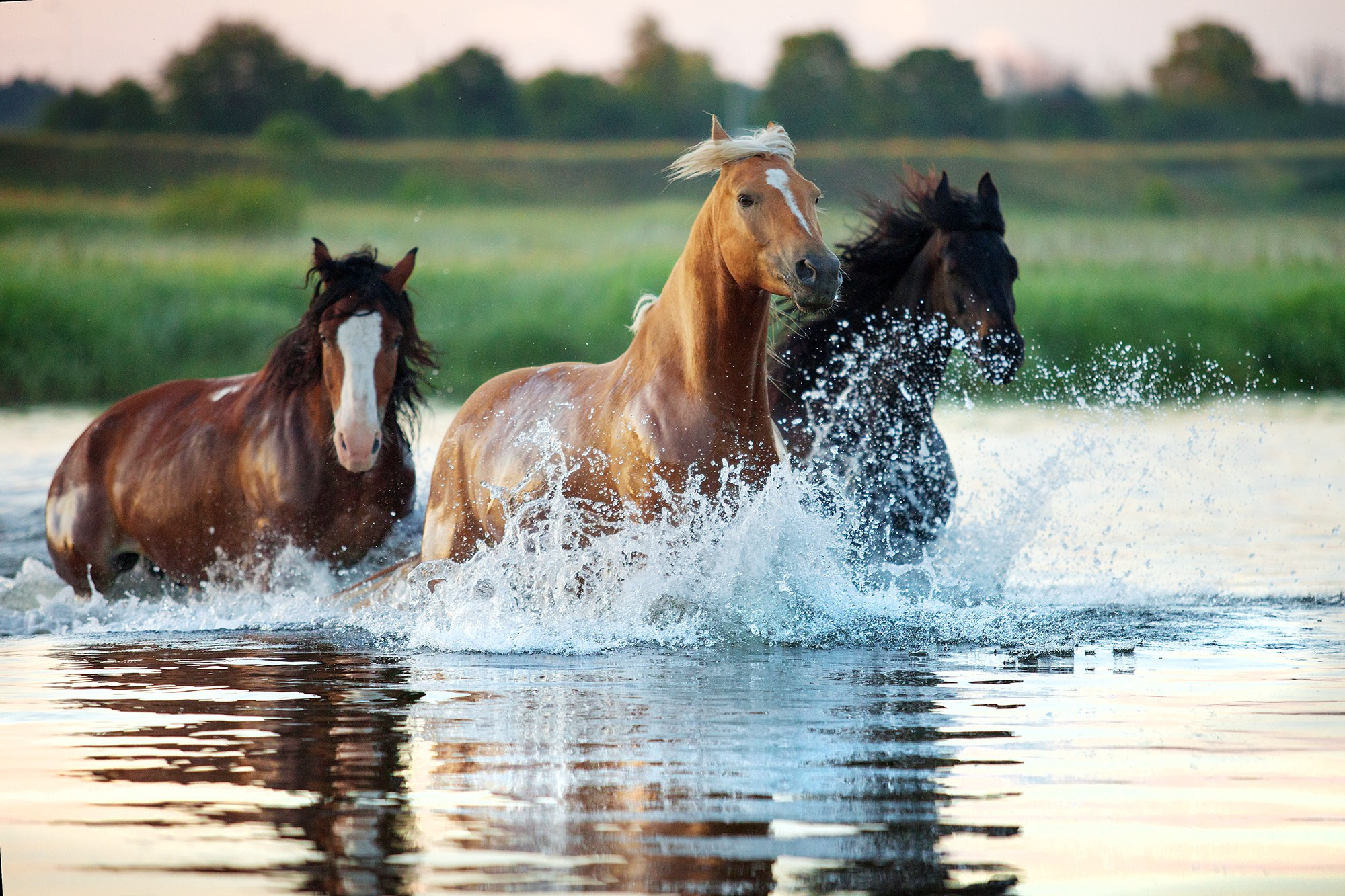 Фотограф-анималист Юлия Удовенко