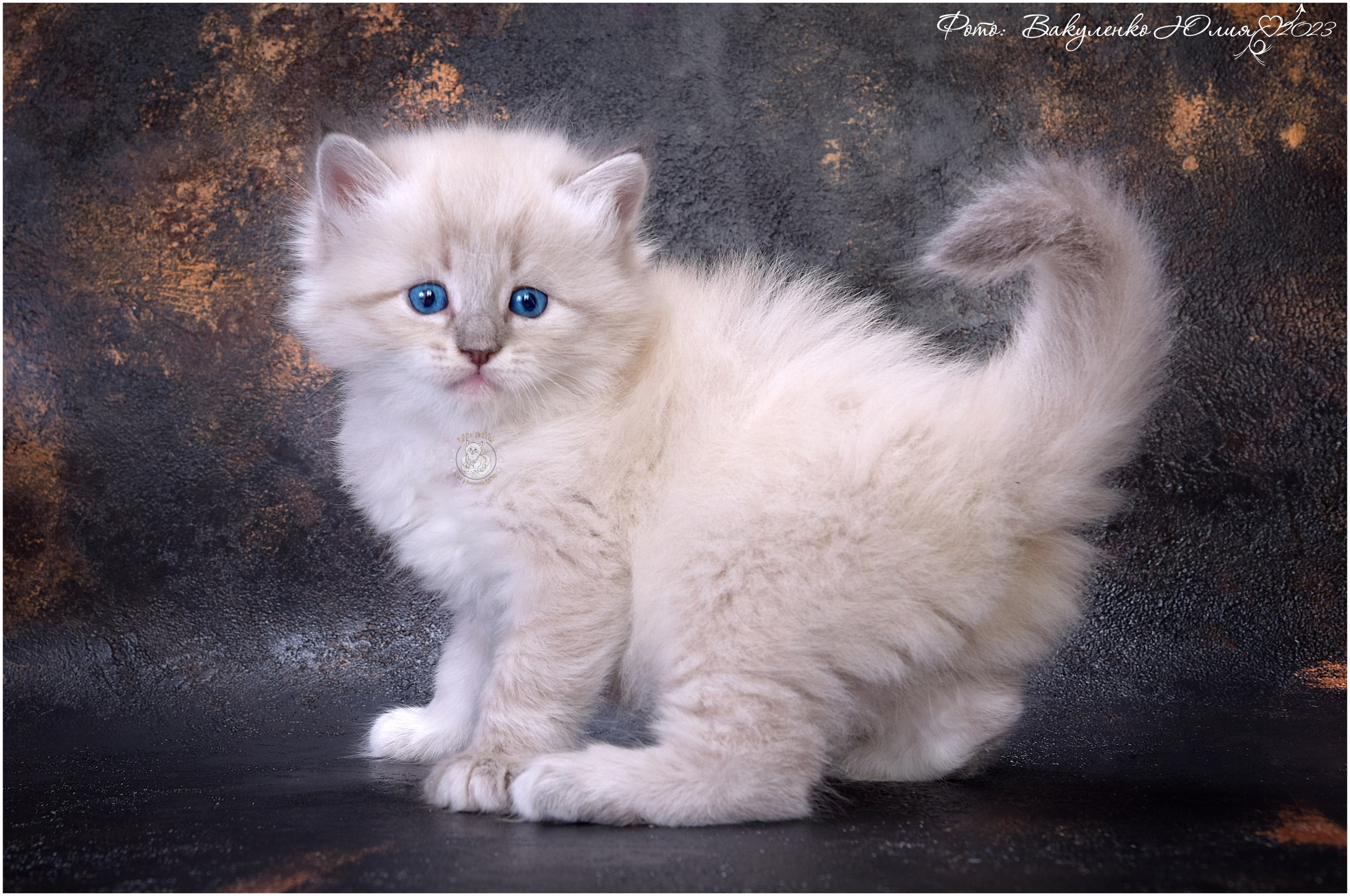 Котята. Фотограф анималист | семейный Юлия Вакуленко, г. Краснодар