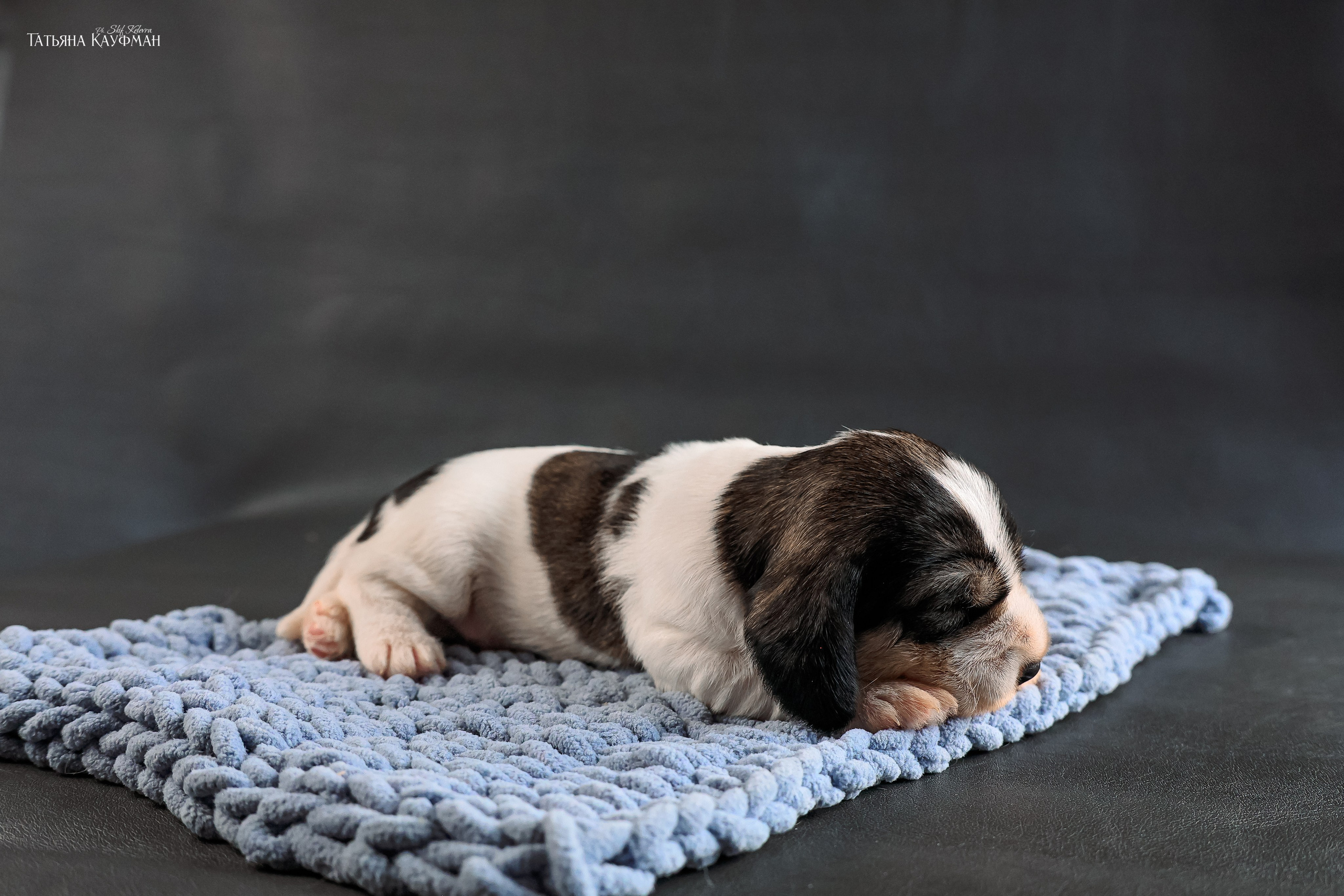 Малые вандейские бассет гриффоны. PVBG. Petit vandeen basset griffon, щенки в новосибирске. Питомник White Rivendel