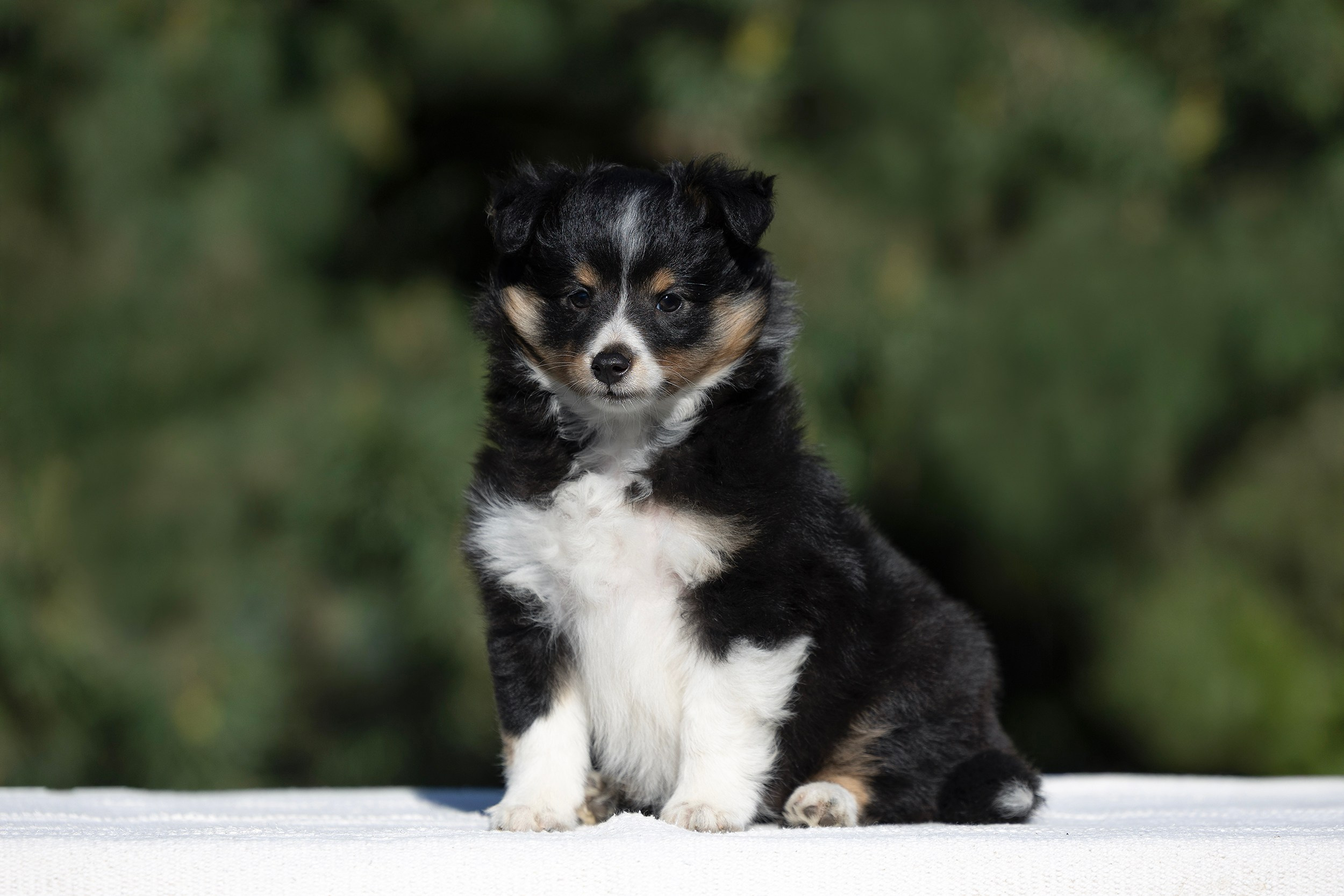 Питомник Кэтрин’с. Мои работы