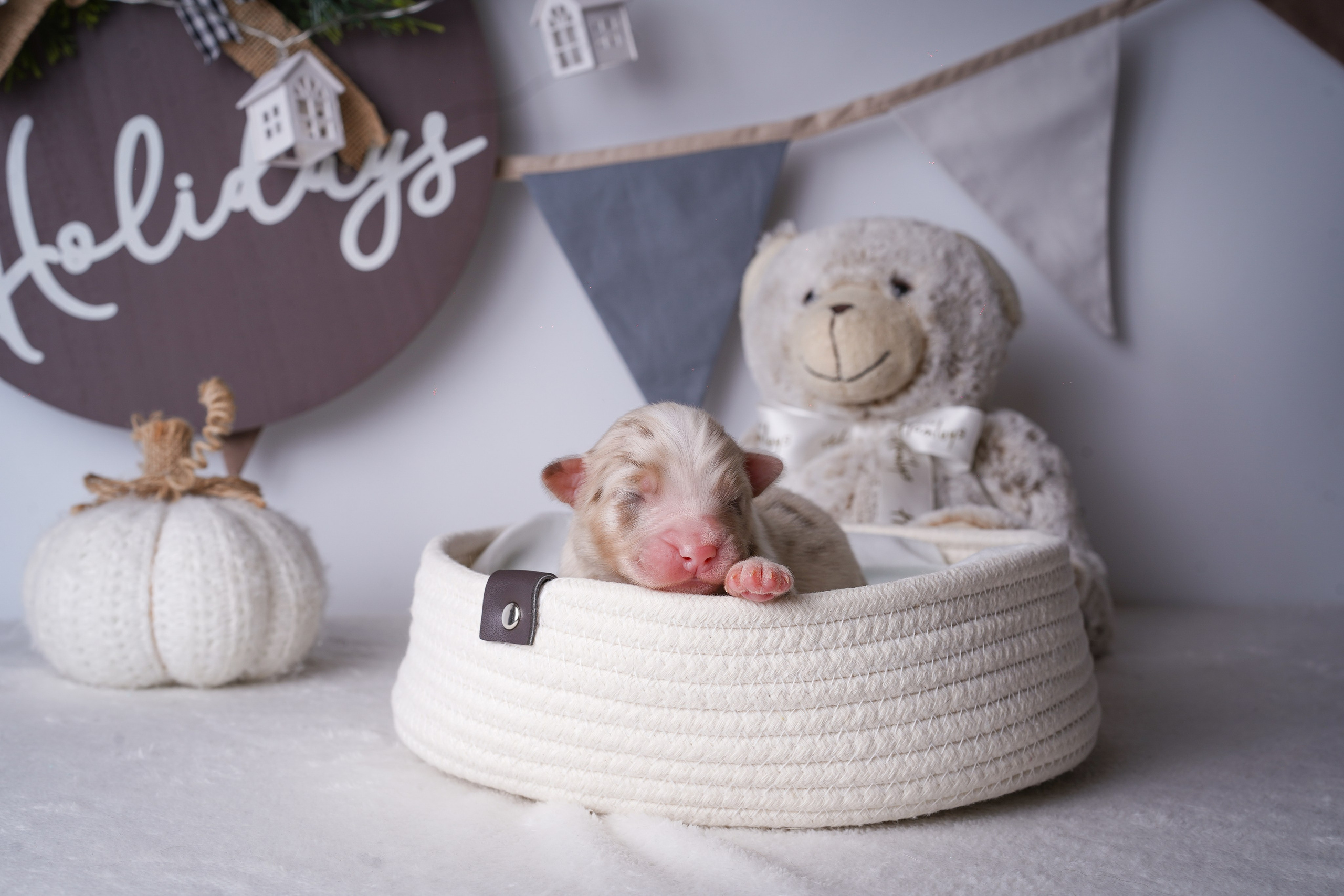 Щенули аусси. Фотограф-анималист в Санкт-Петербурге Яна Мартынова