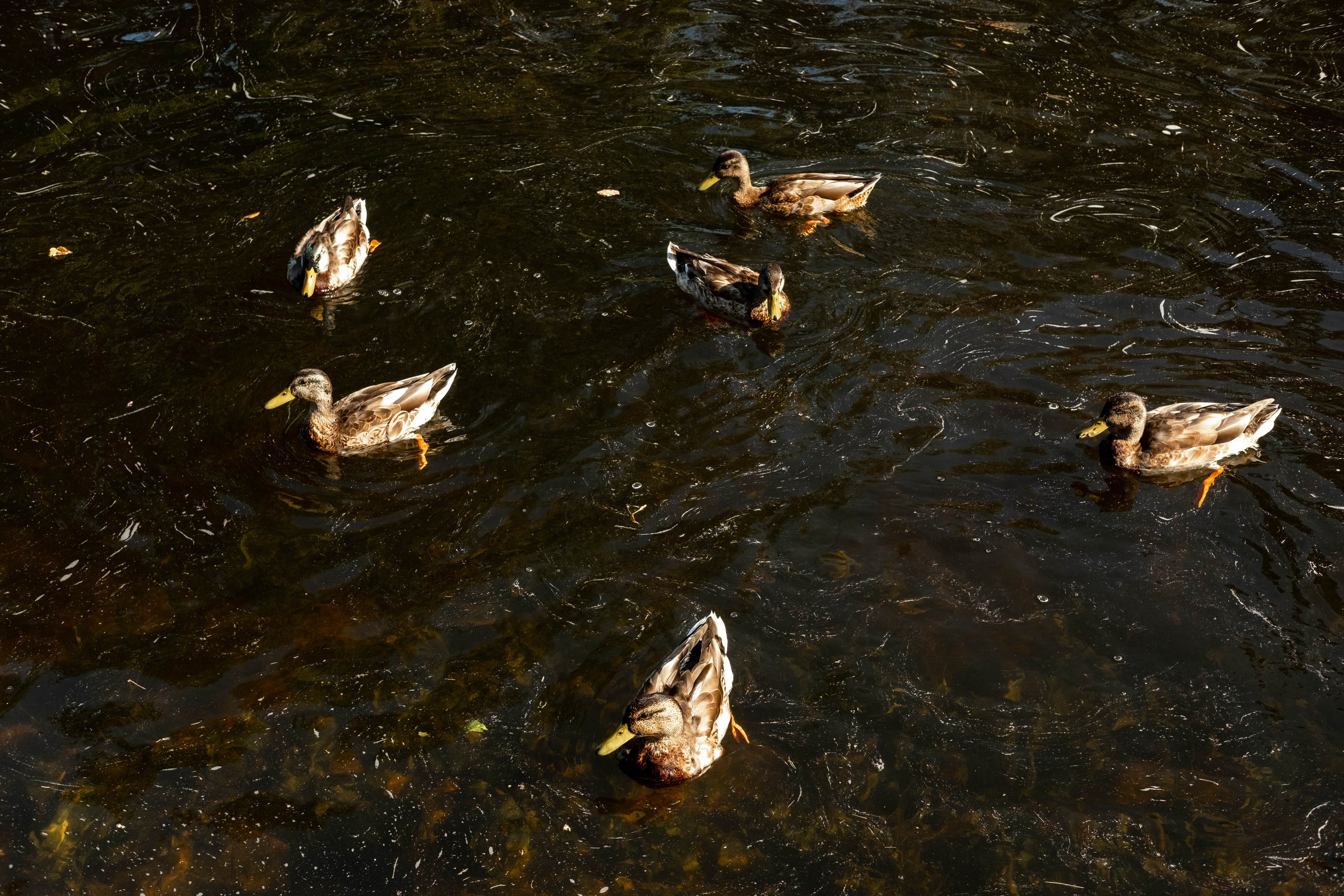 Питер 2024. Свадебный и семейный фотограф в Новосибирске, Санкт-Петербурге, Москве