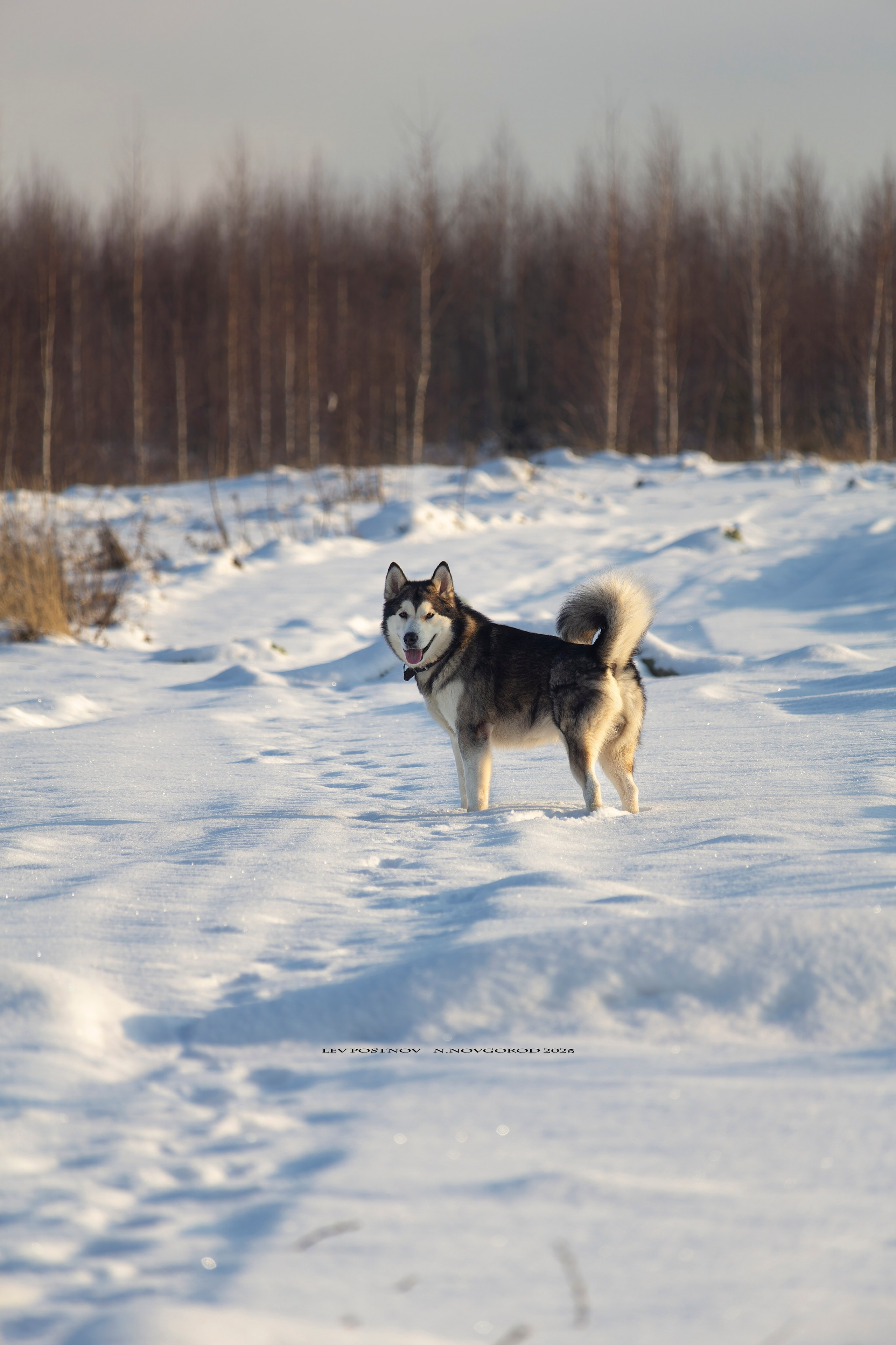 Мои маламуты.Ярик. Лев Постнов.Фотограф. Нижний Новгород