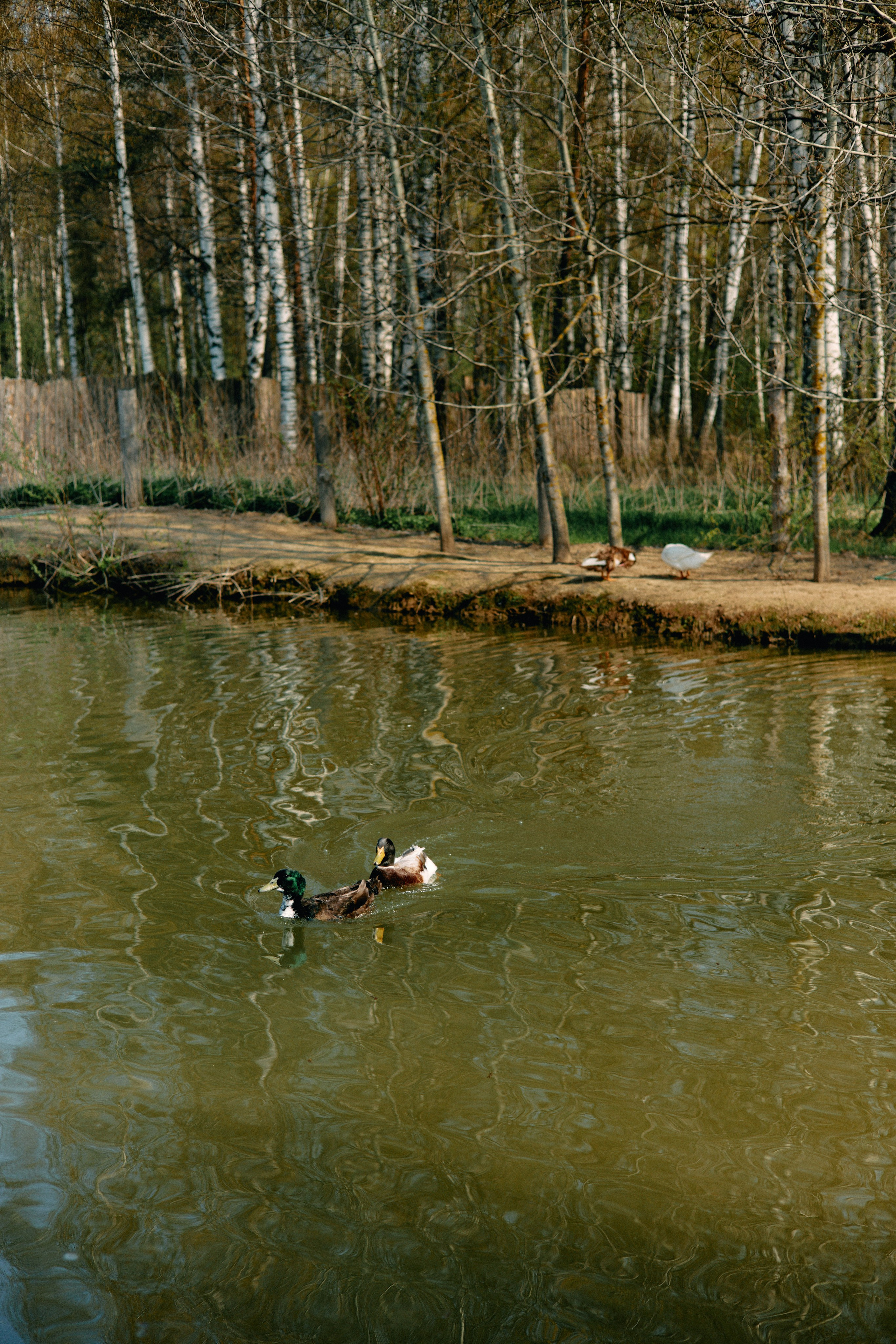 Бутик-отель Поле летом. Профессиональный Фотограф во Владимире, в Москве и в Суздале — Полина Романычева