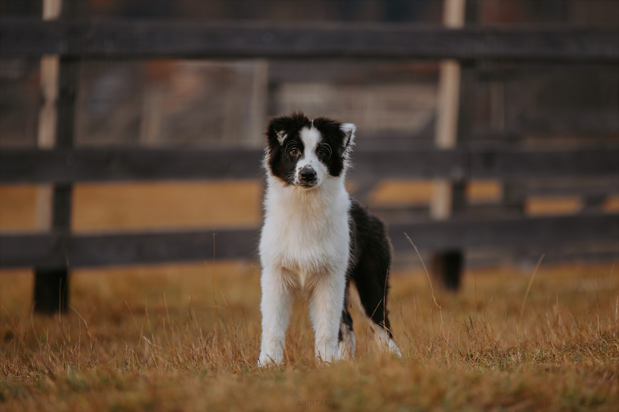 Карныш. BLGKV питомник собак
