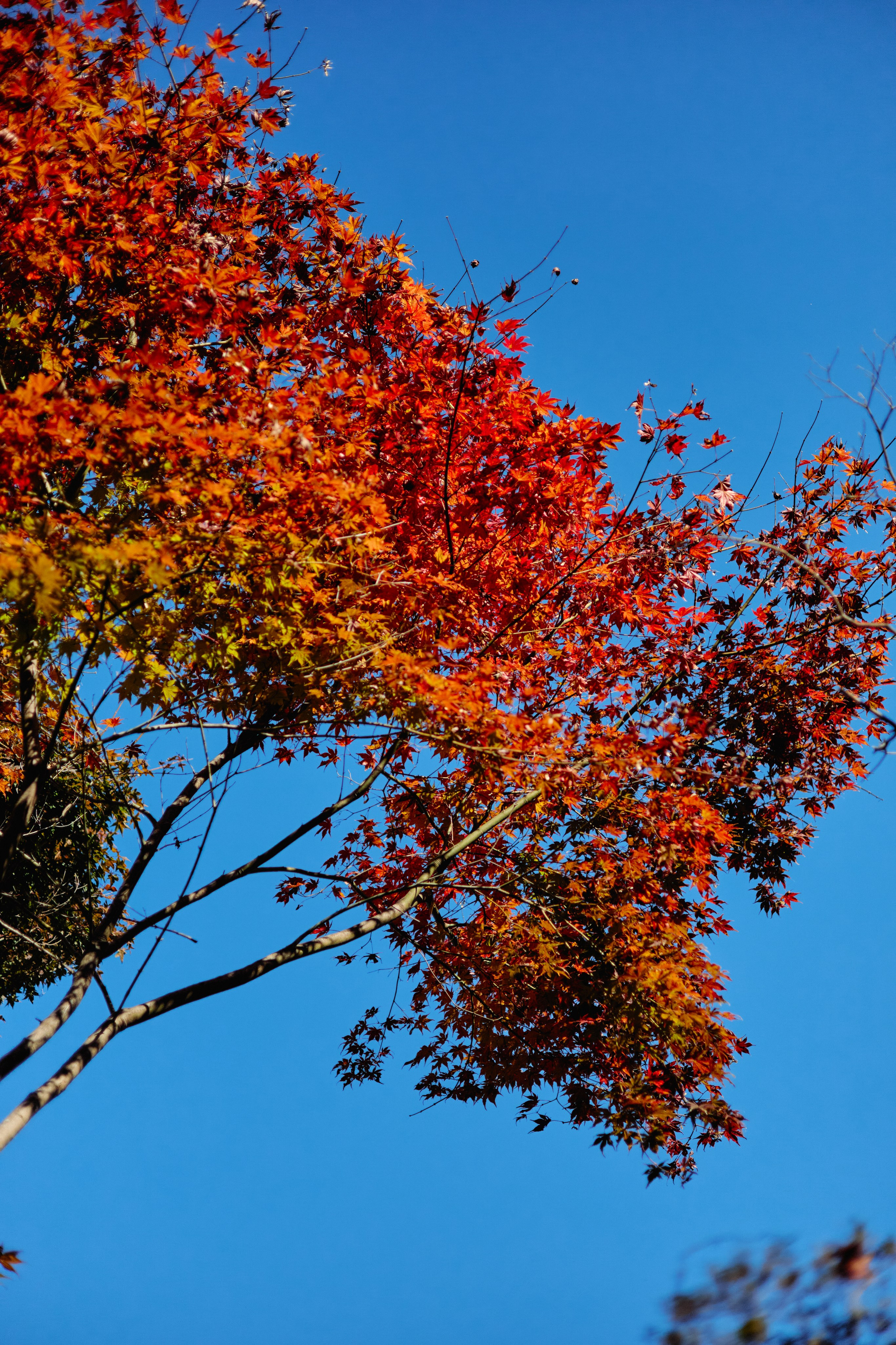 Япония. Профессиональный Фотограф во Владимире, в Москве и в Суздале — Полина Романычева