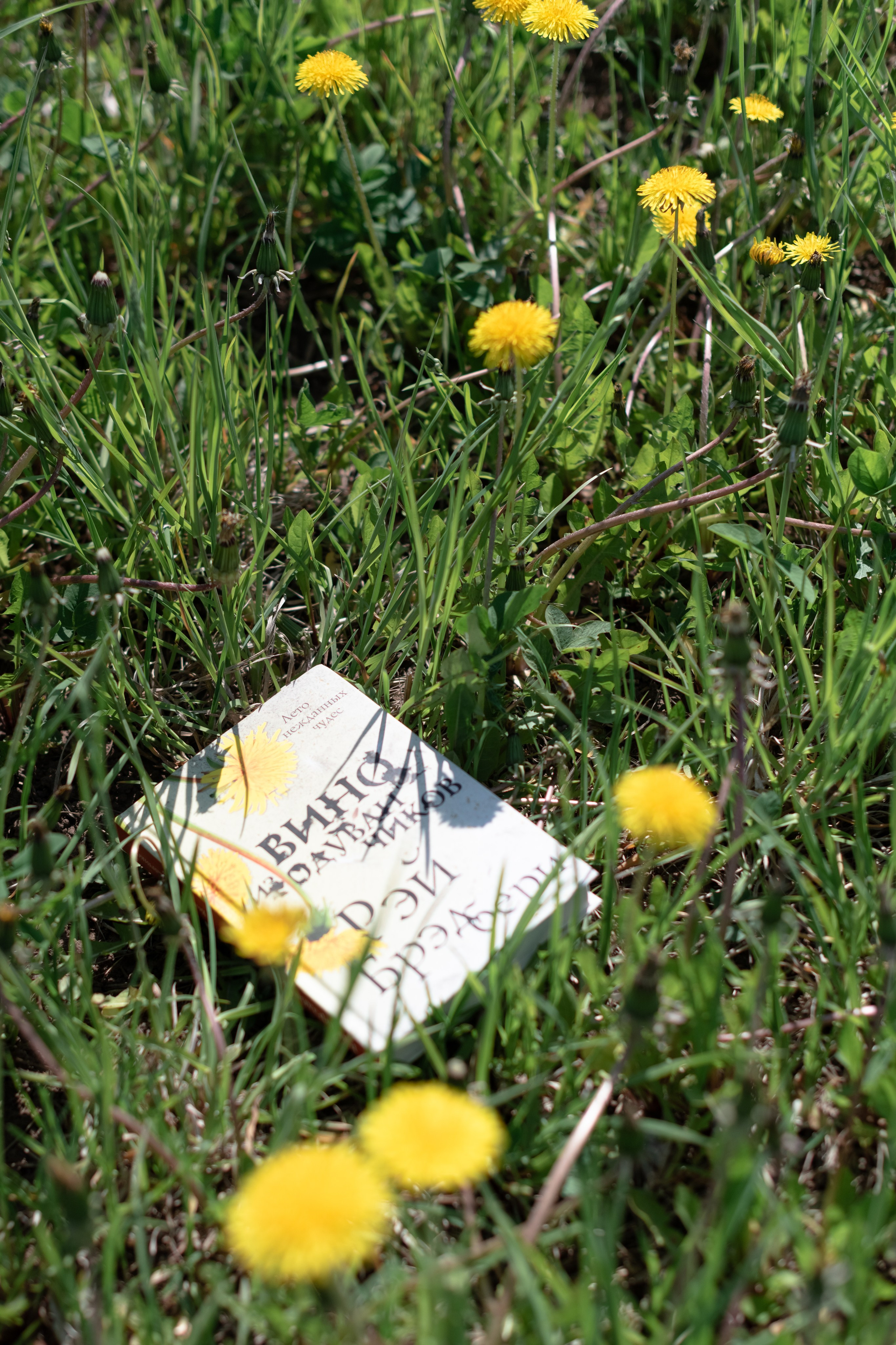 вино из одуванчиков