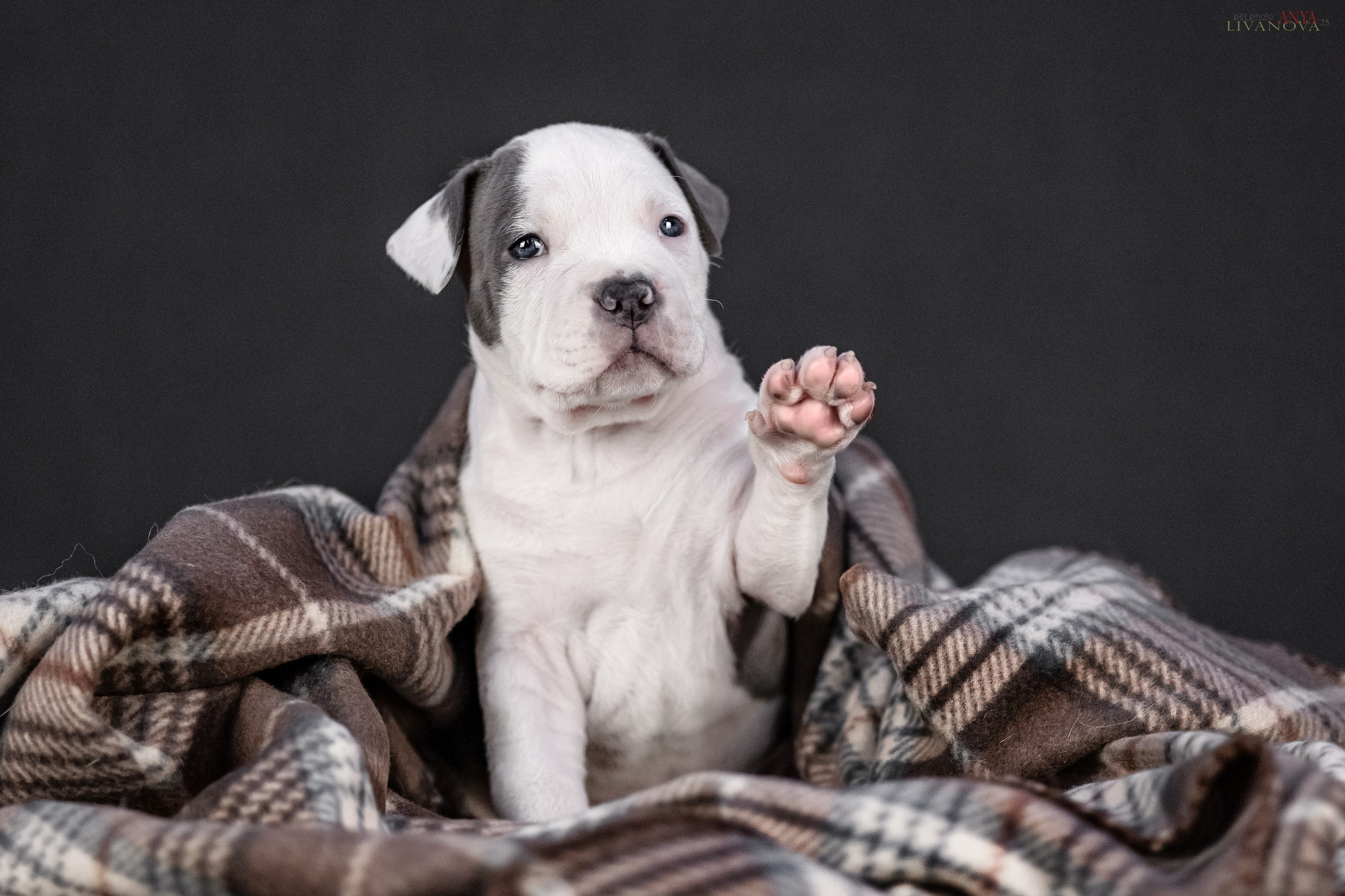 Стаффик. Фотограф анималист Аня Ливанова | Рыбинск