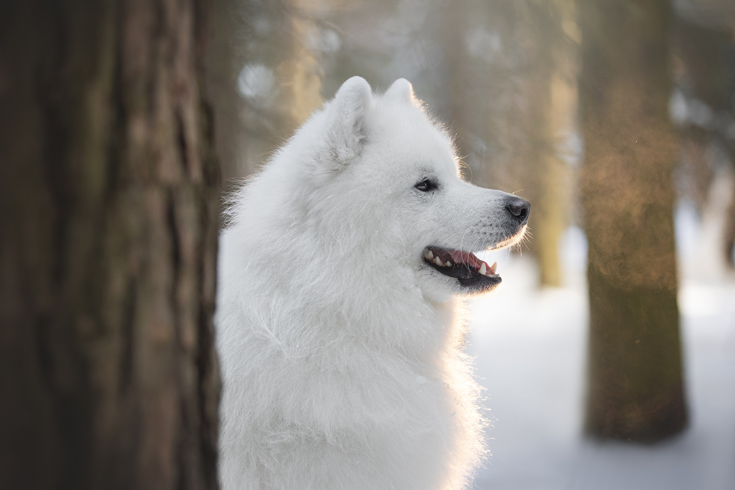 Дмитрий, Наталья и Панти. Фотограф анималист в Москве Майорова Евгения