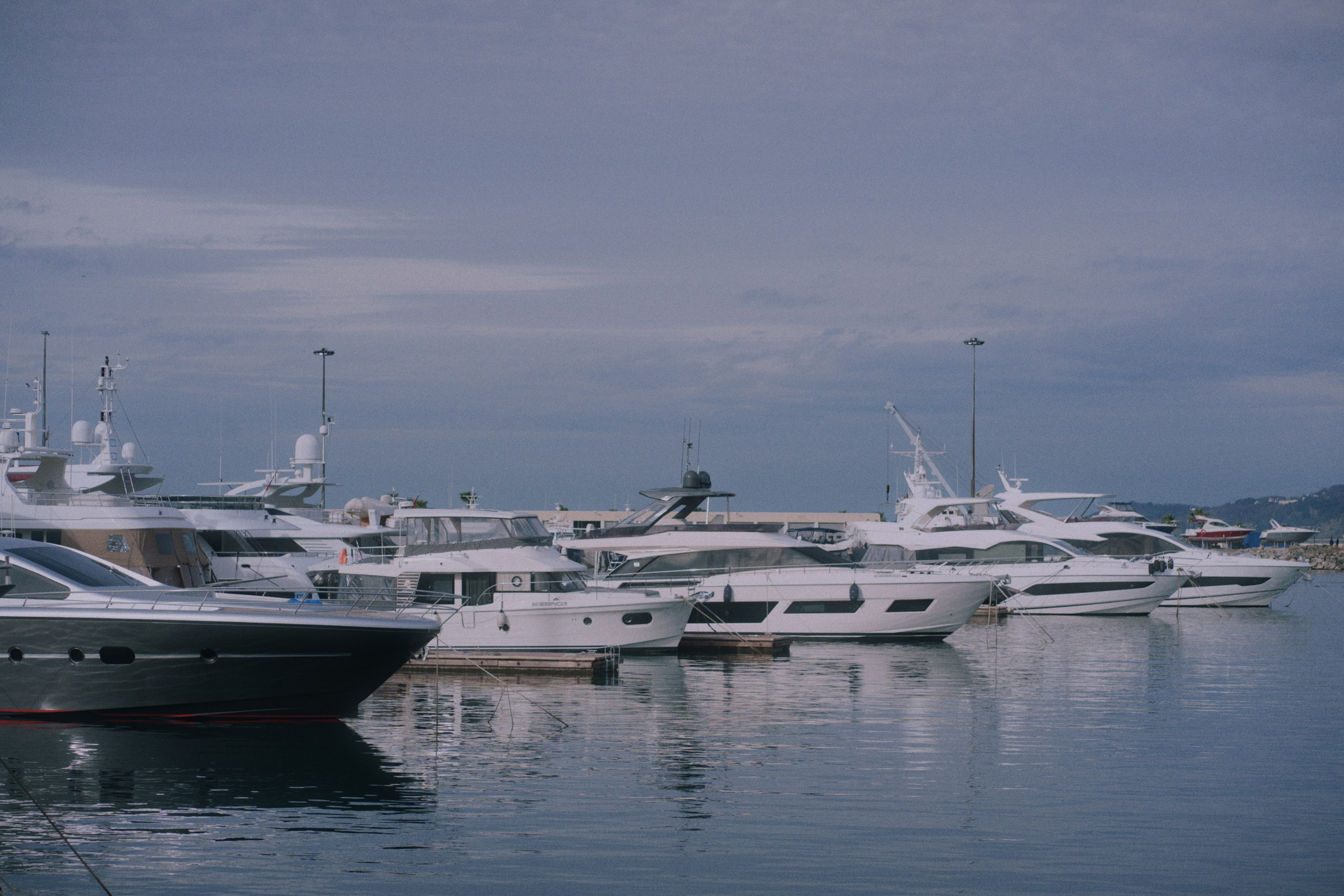 Sochi port (cats). Фотограф Юрин Евгений
