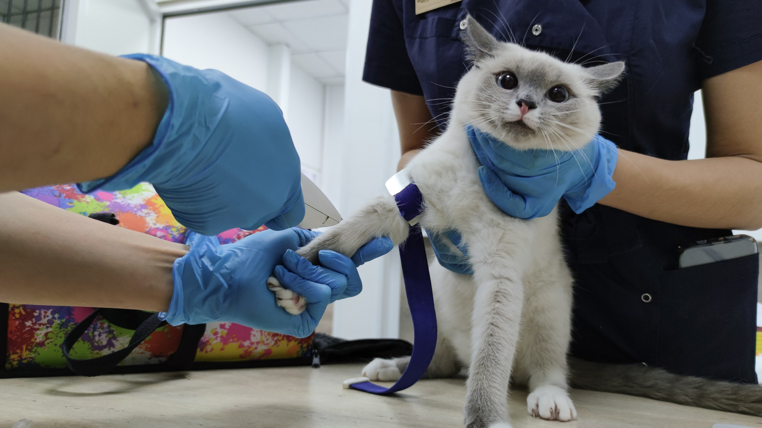 Любому современному человеку нужен контент для сайта, социальных сетей. Фотограф Алиса Канцибер. Москва. Портрет, семейное фото, свадьбы