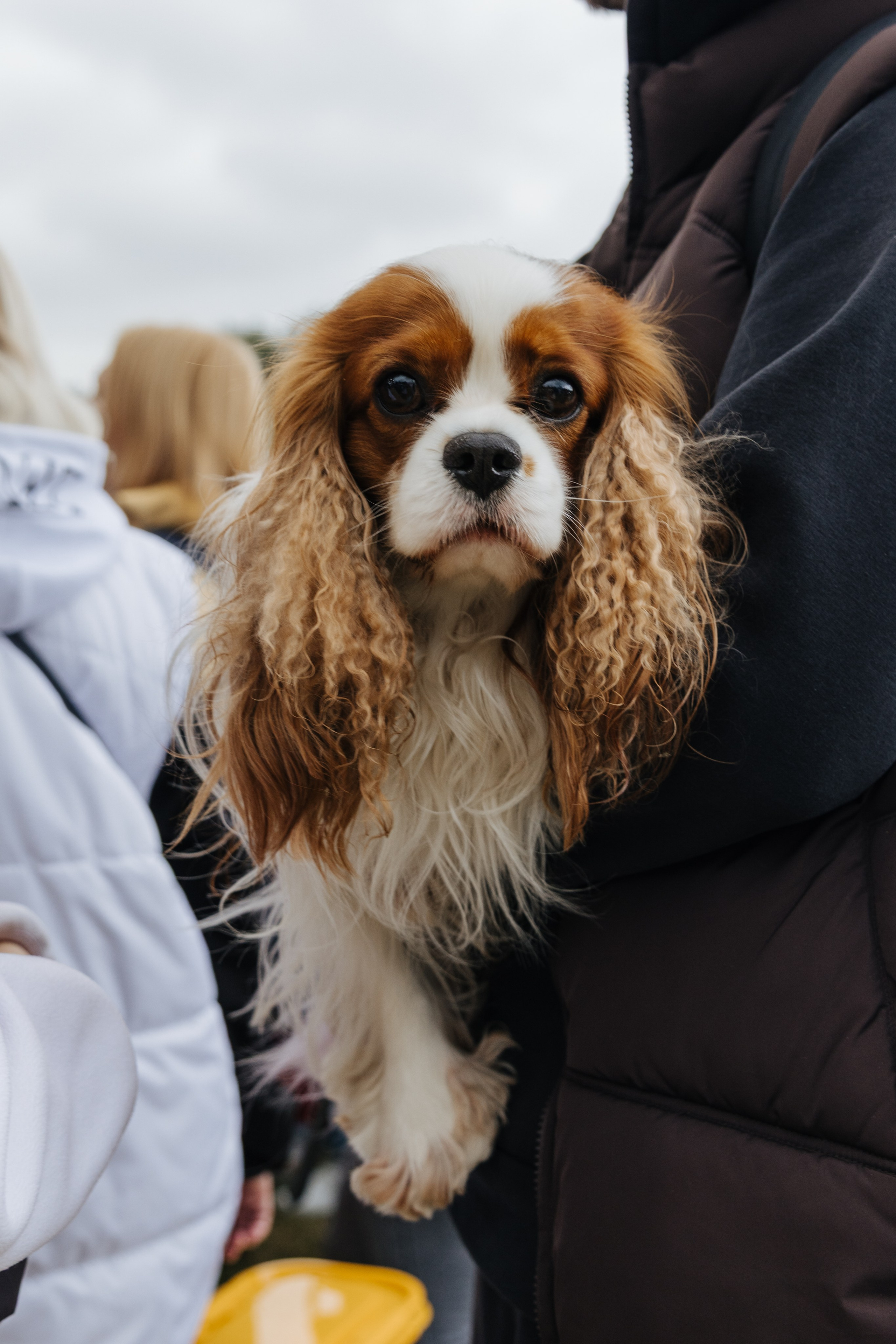Хвостатый репортаж. Аксана Лисовская фотограф в Москве. Фотографии с характером