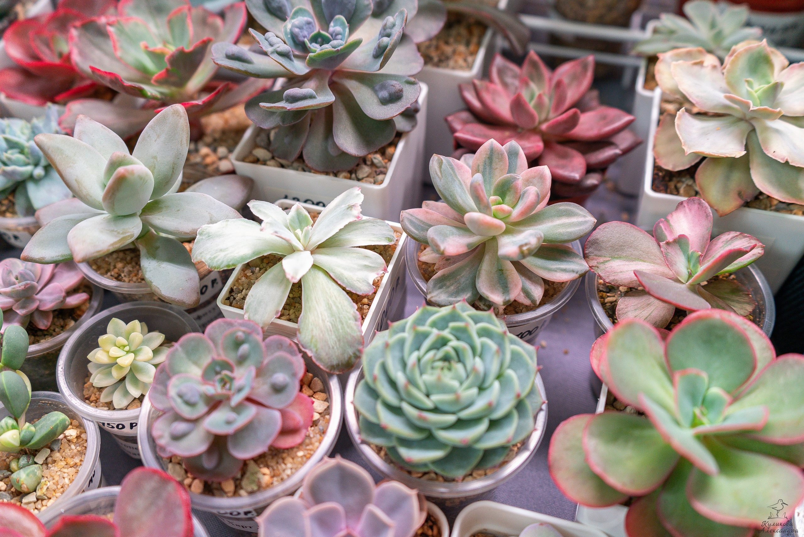 Гроубокс Артплей апрель. Александра Куликова фотограф, Москва